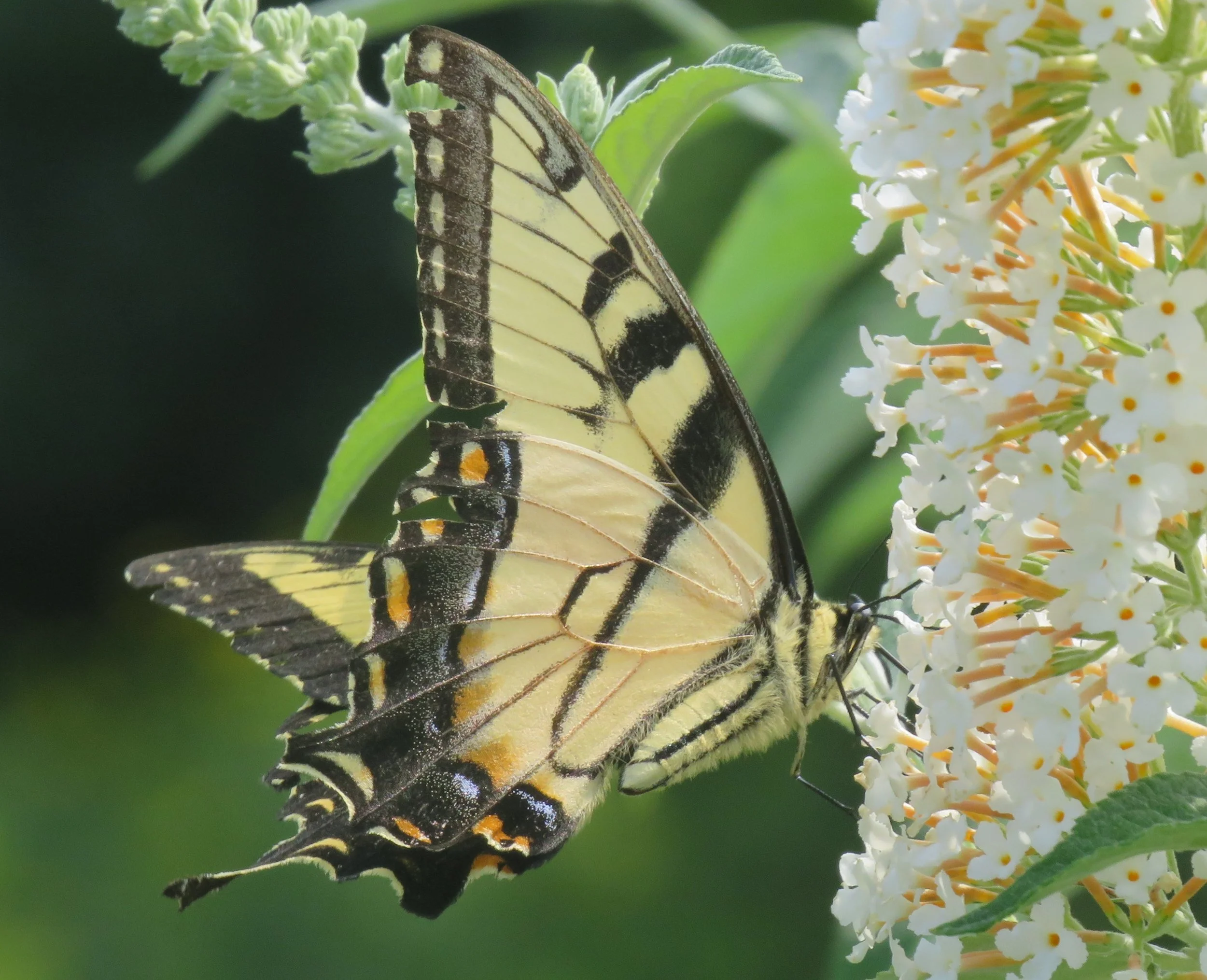 Swallowtail on a Summer Day by Abby Denton