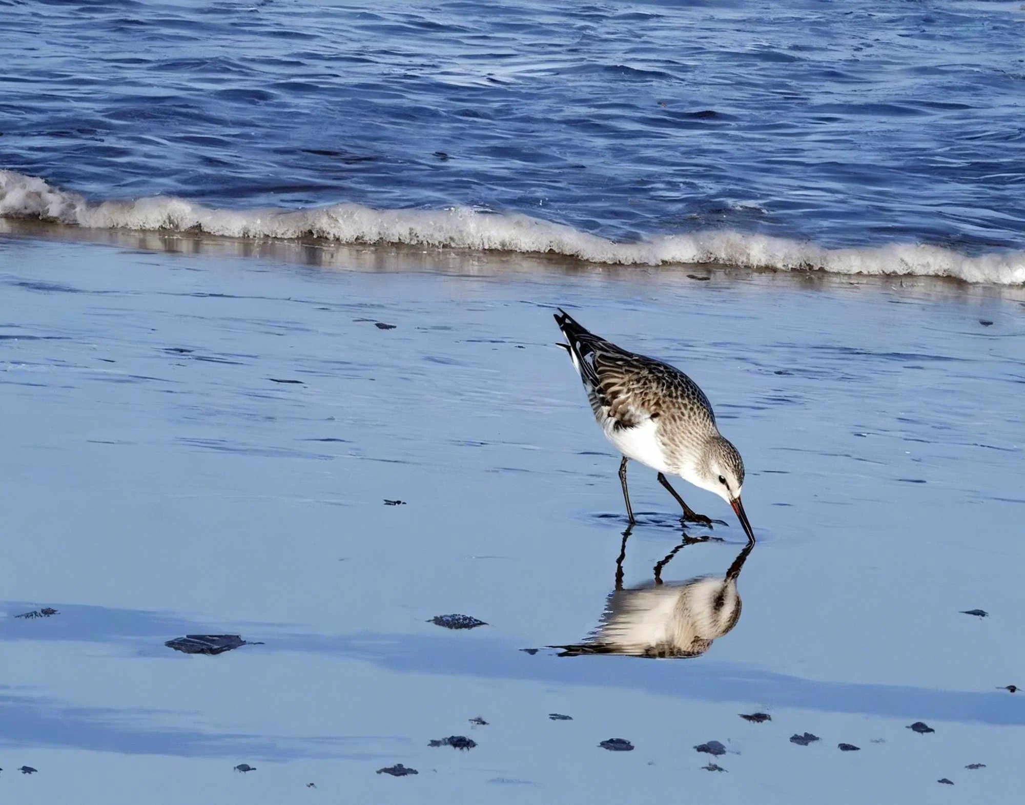 Sandpiper by Ken Long