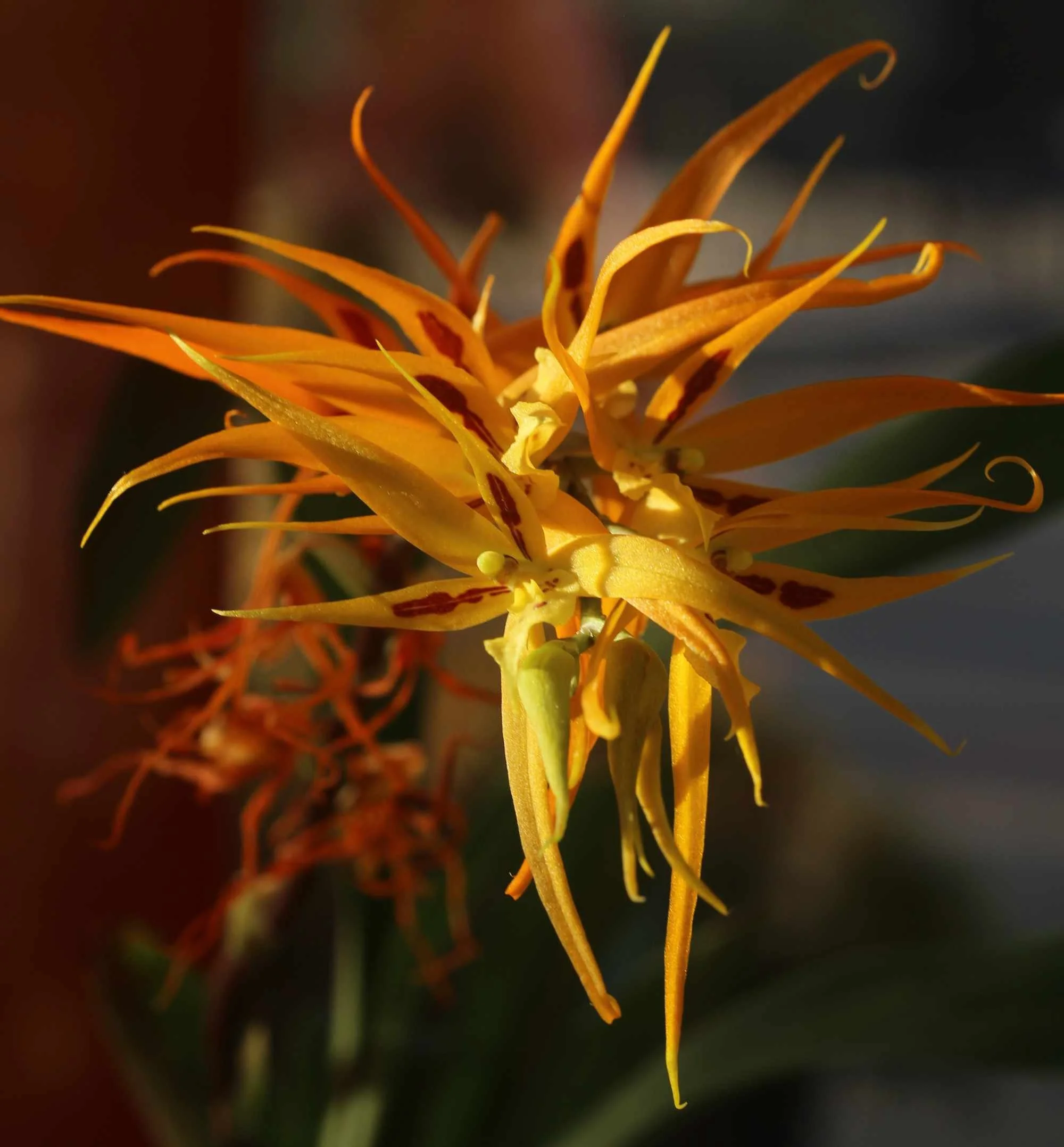 Fire Orchid by Sarah Komaromy