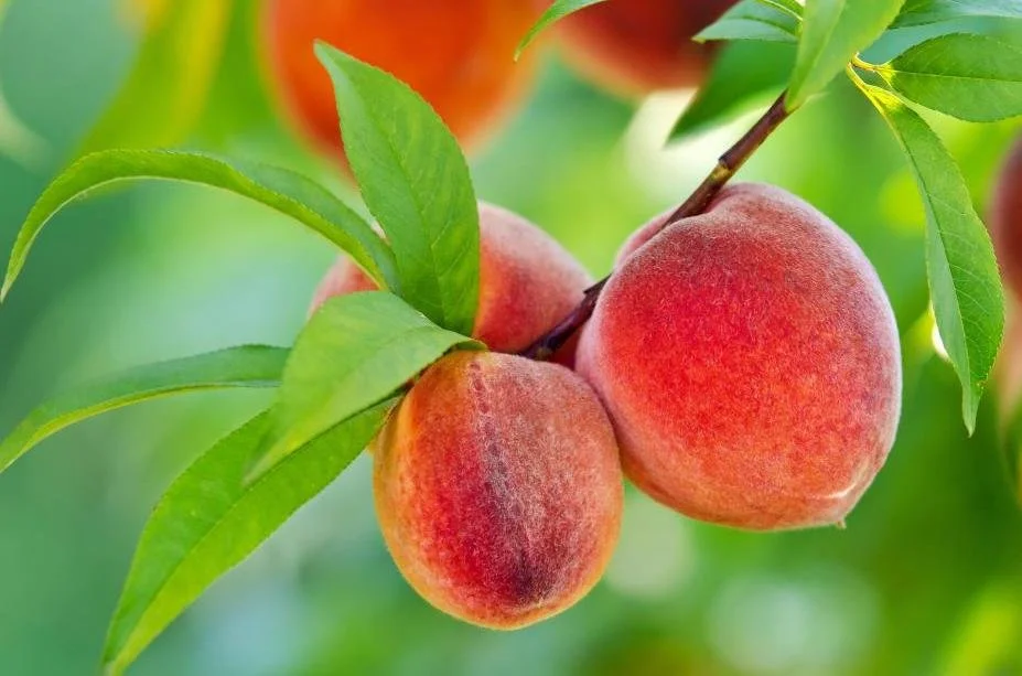 The Power of The Peach