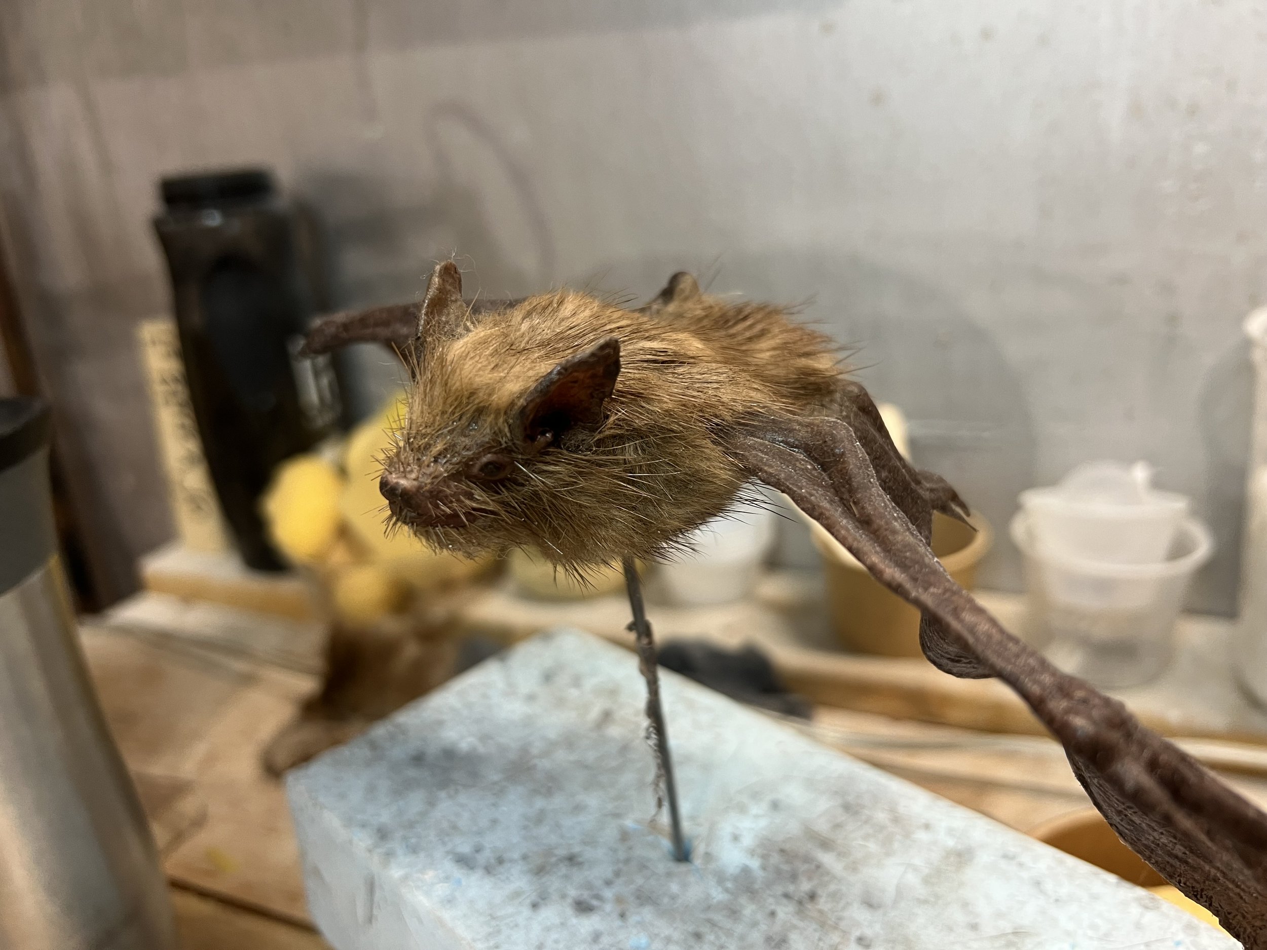 Chauve-souris naturalisée exposée sur une base, entourée d'objets et de matériaux de laboratoire en arrière-plan.