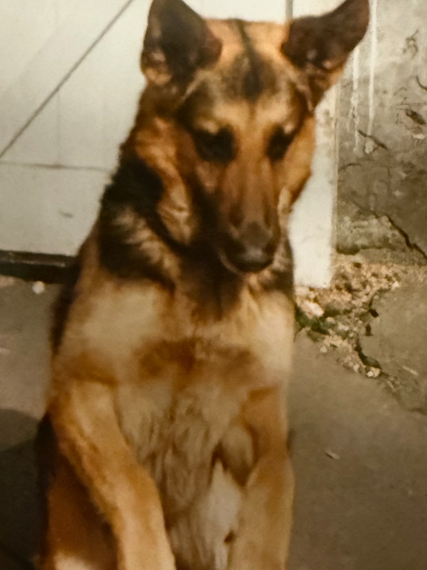 Meet Laz, he was my beautiful dog when I was a new Christian, I rescued him from a very abusive owner. It's amazing that he actually lived. That's why I called him Lazarus (Laz) when he ran off in the park I'd shout after him..."Lazarus Come For