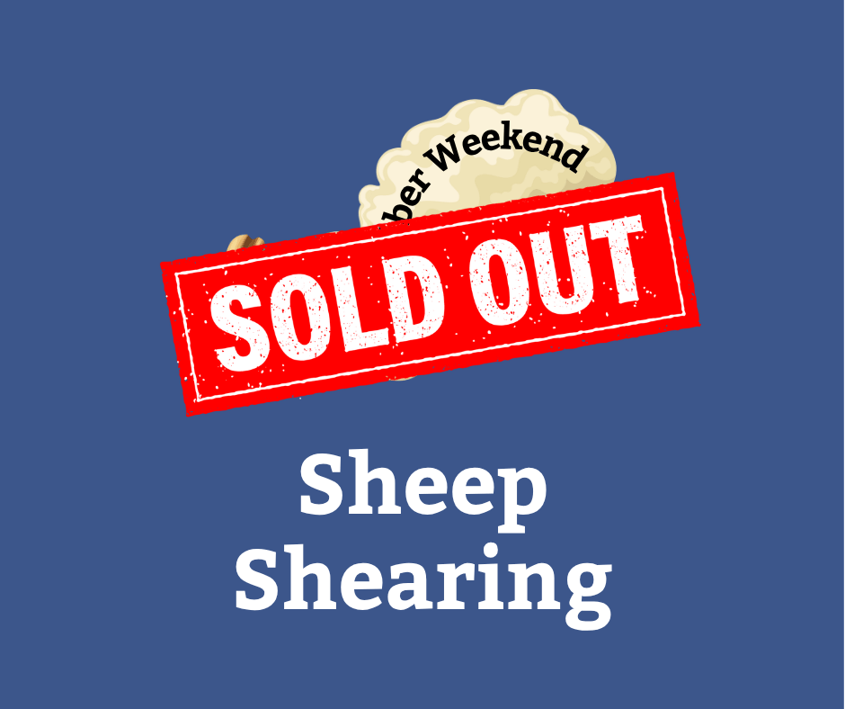 Sheep Shearing