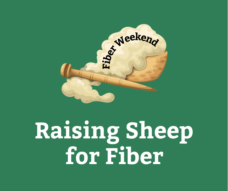 Fiber Weekend: Raising Sheep for Fiber