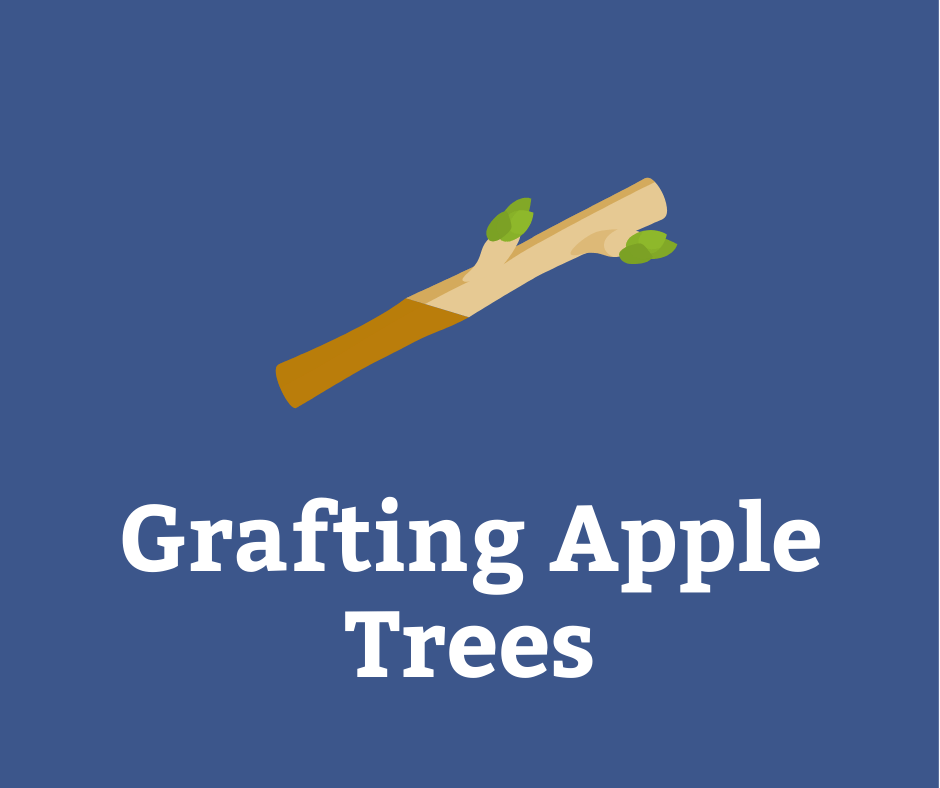 Grafting Apple Trees