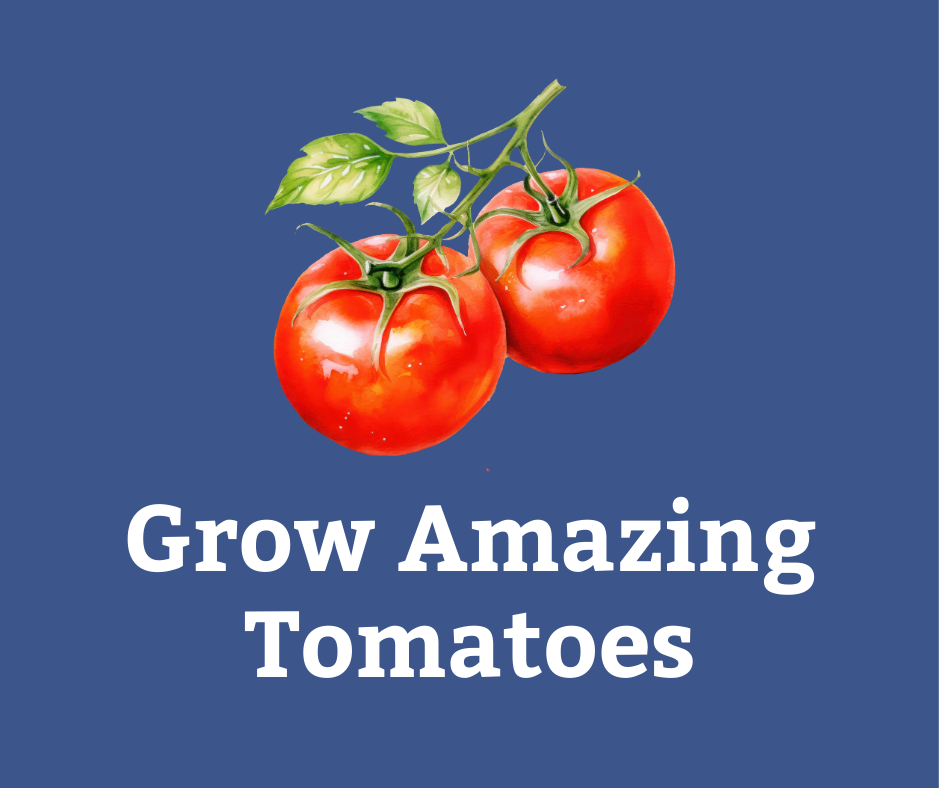 Growing Tomatoes