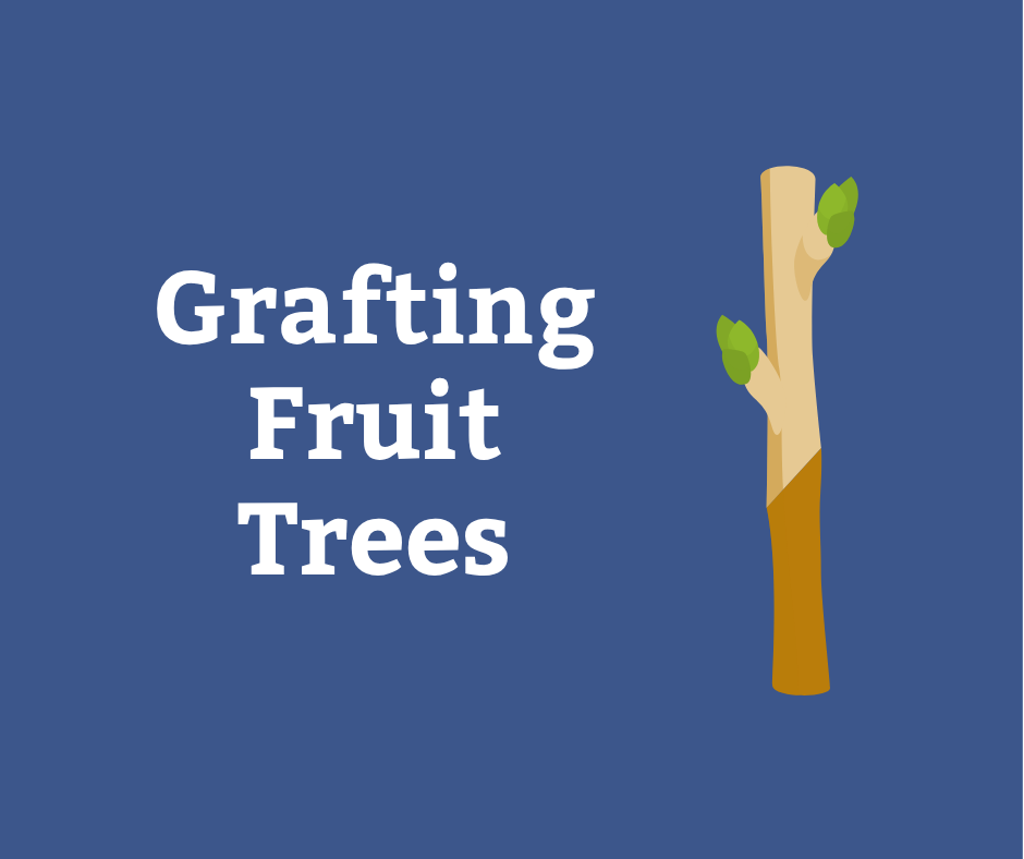 How to Graft Fruit Trees