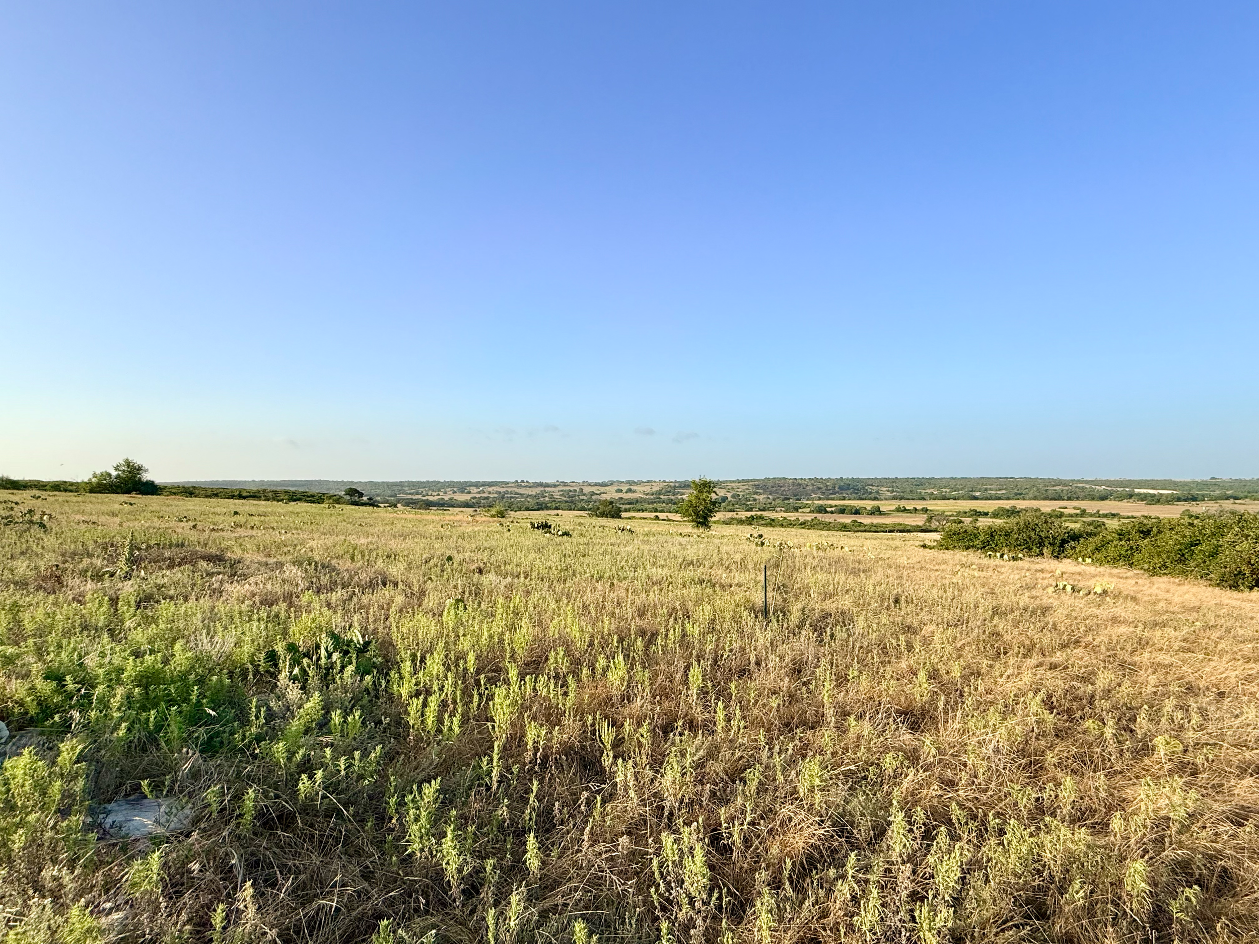 Wide open grassland with scattered bushes and small trees under a clear blue sky.