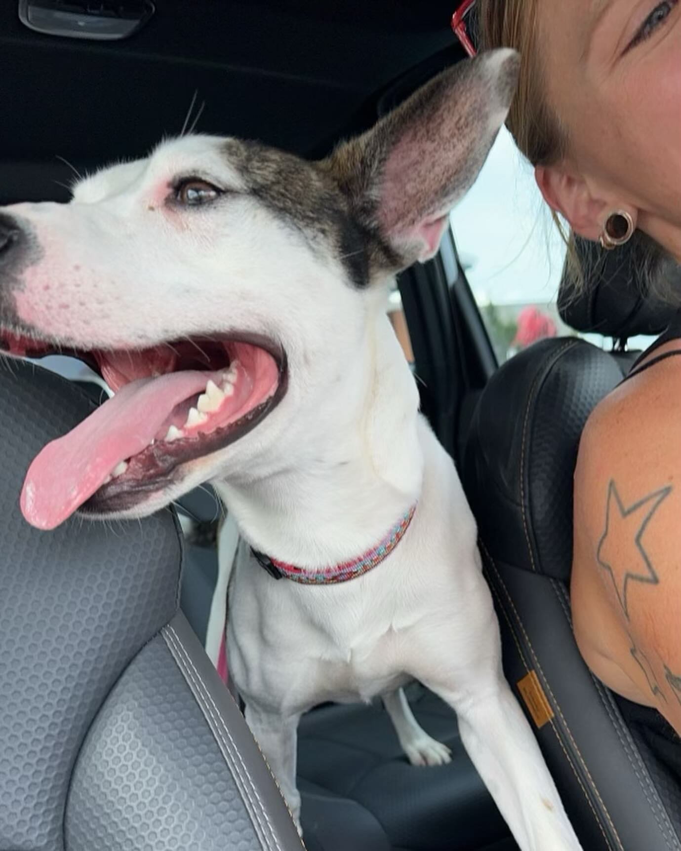We adopted a dog today. His name is Theo, he’s an absolutely lunatic and we’re obsessed. This is a dog account now.