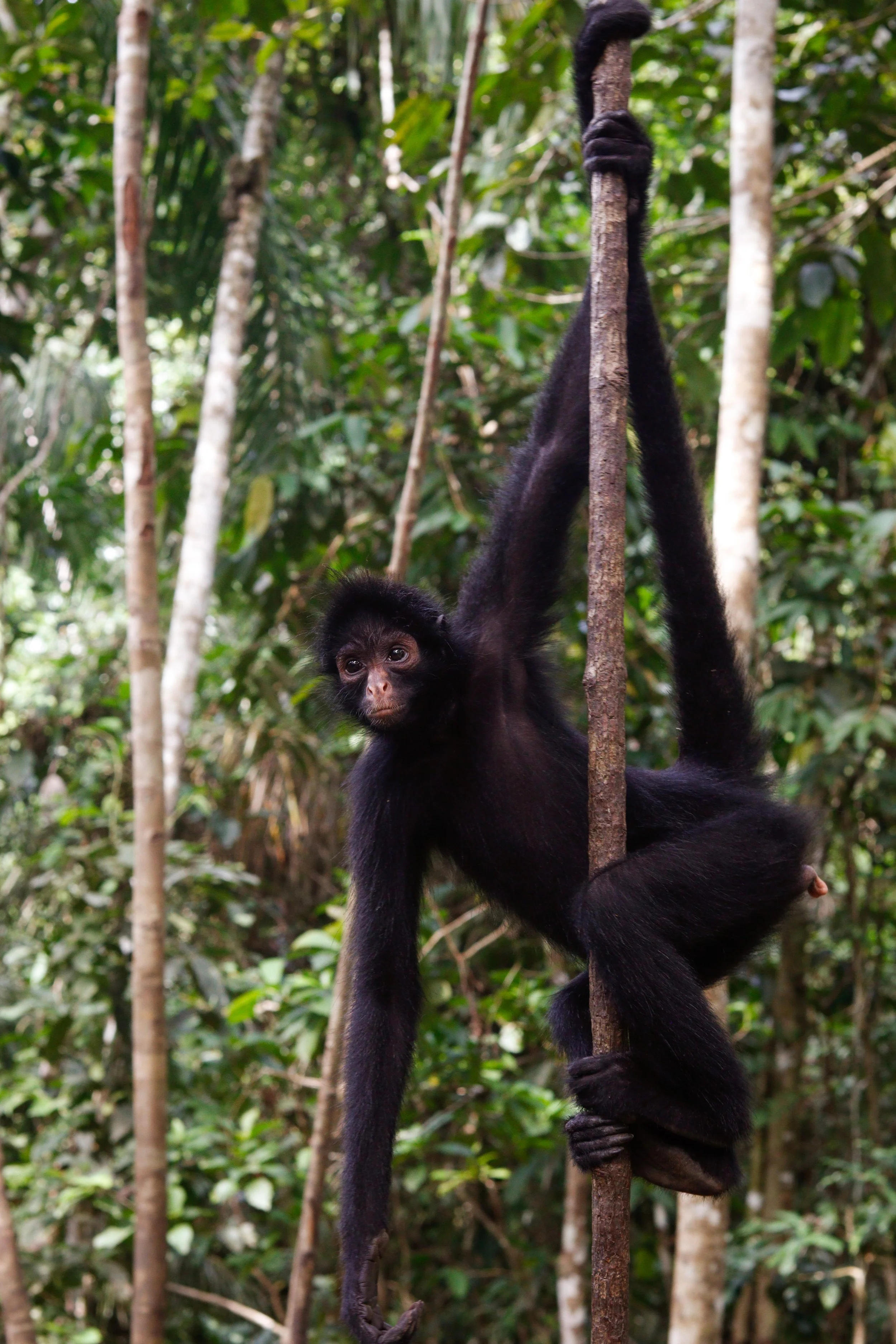 A young black spider monkey hanging from a tree branch in a lush green rainforest.