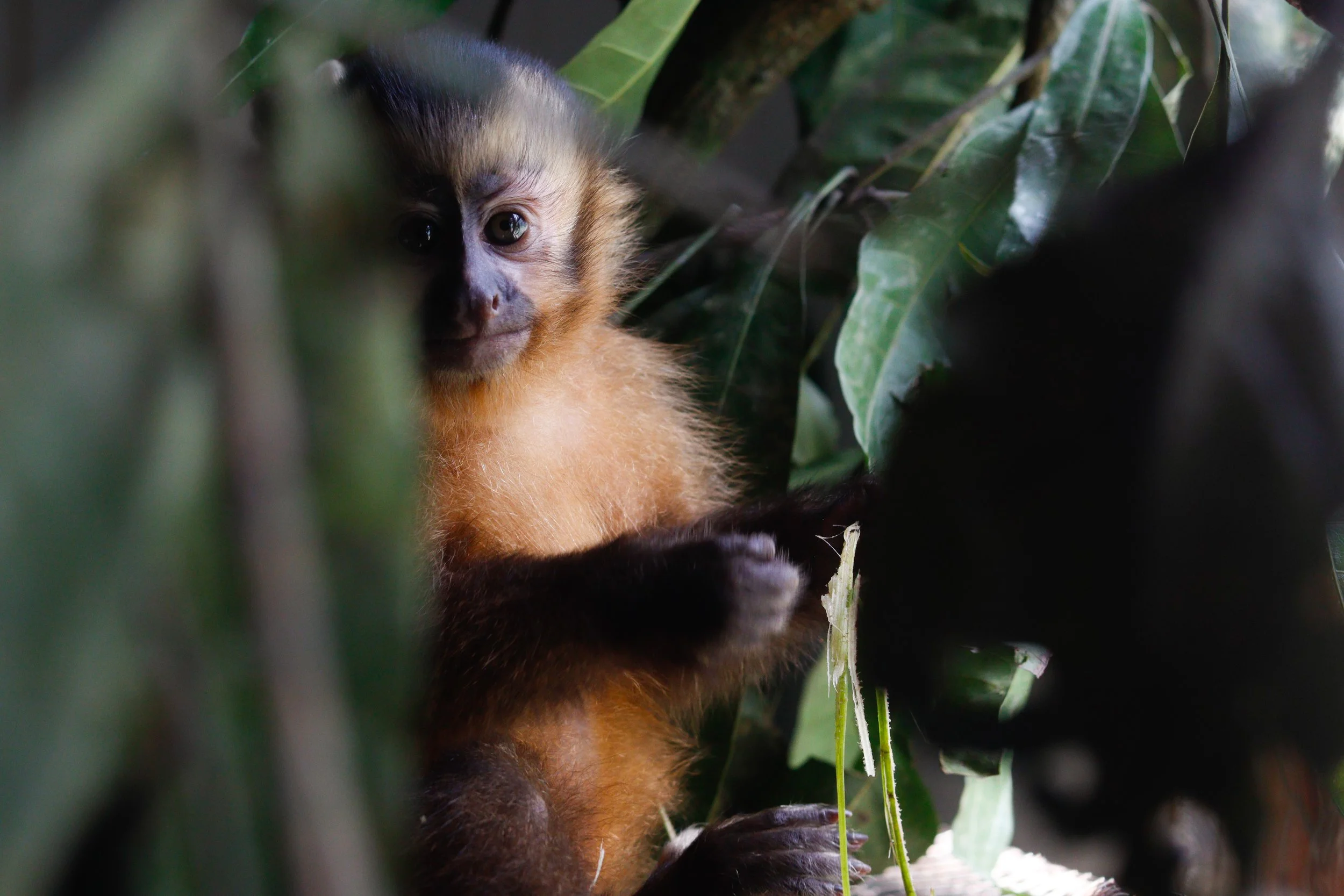 A baby monkey with brown fur peeks through green foliage, looking directly at the camera.