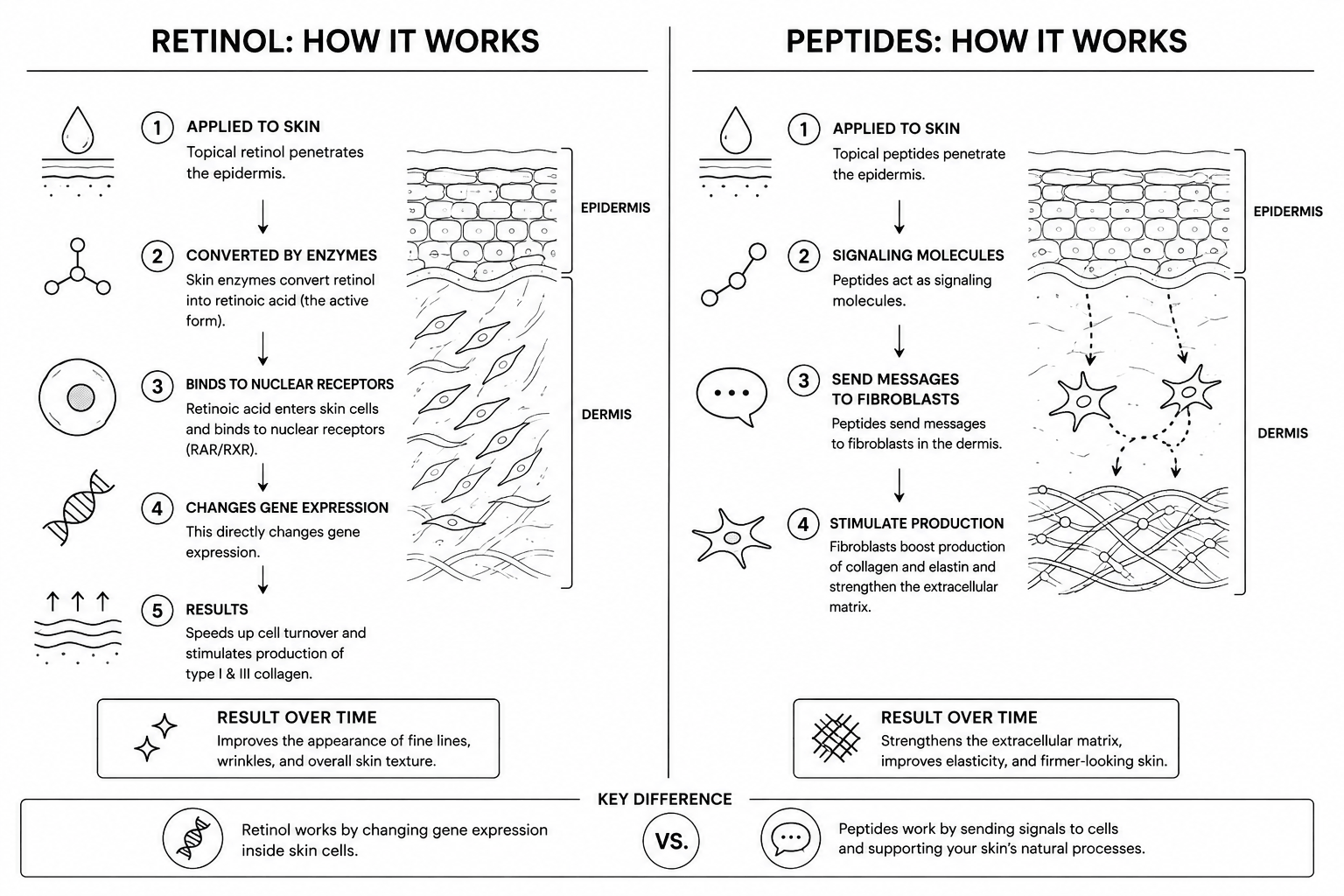 a diagram that shows retinol vs peptides and how they work on aging skin
