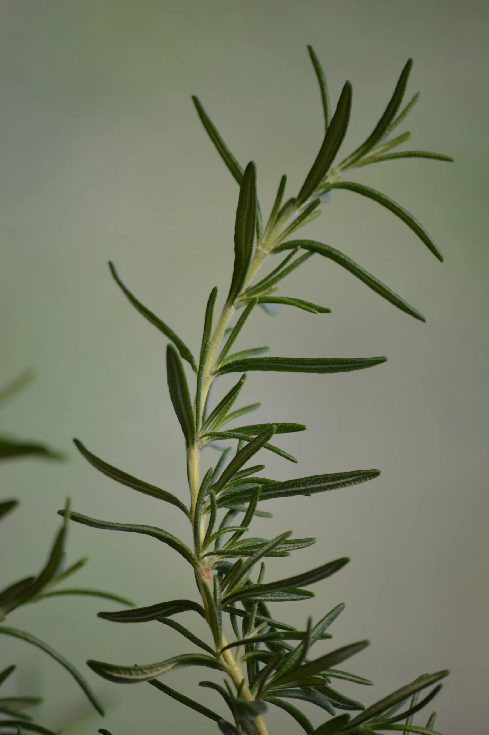 a rosemary leaf for rosemary oil for hair loss
