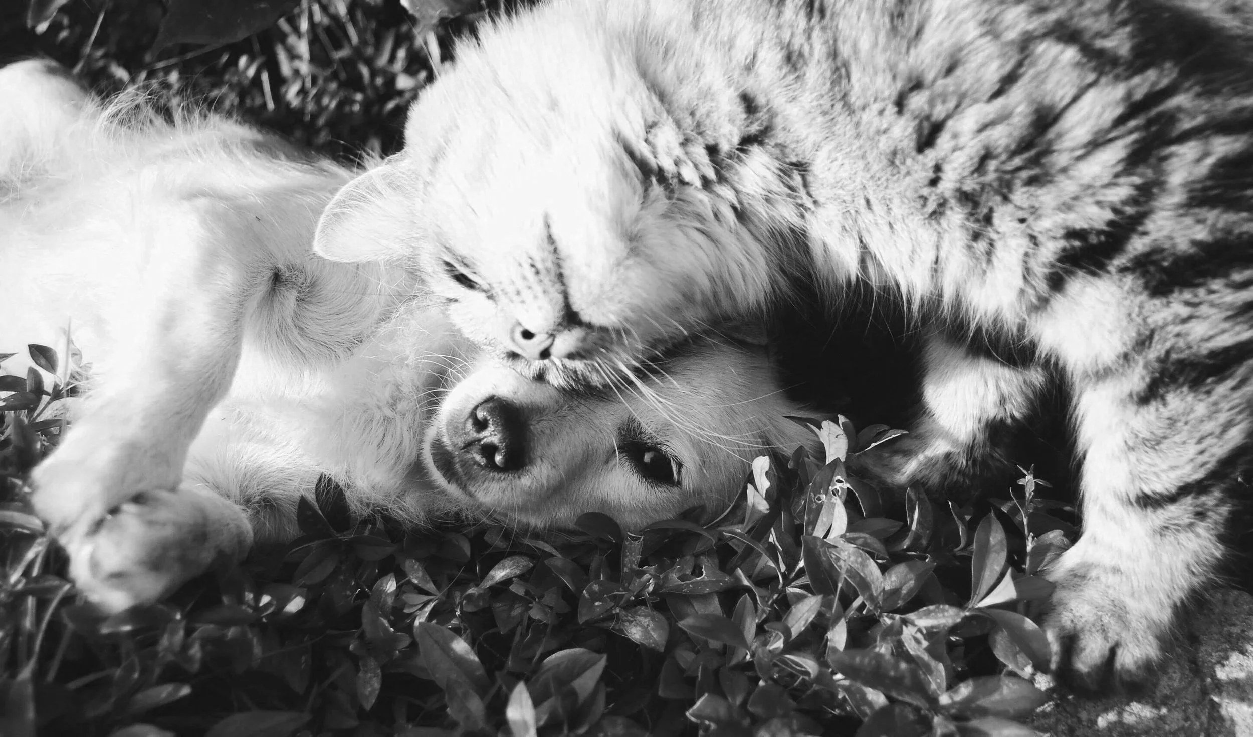 Pet Hair Test for Dogs & Cats