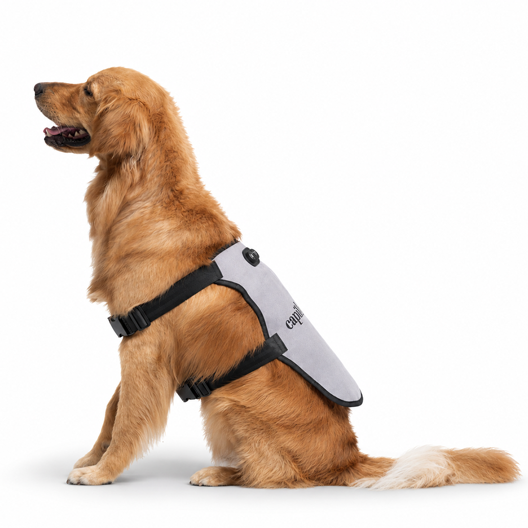 red light therapy for dogs.png