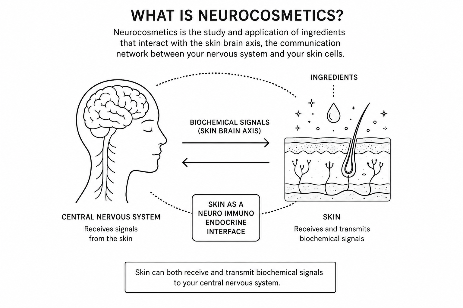 a detailed diagram and illustration of what neurocosmetics is and how it affects the skin