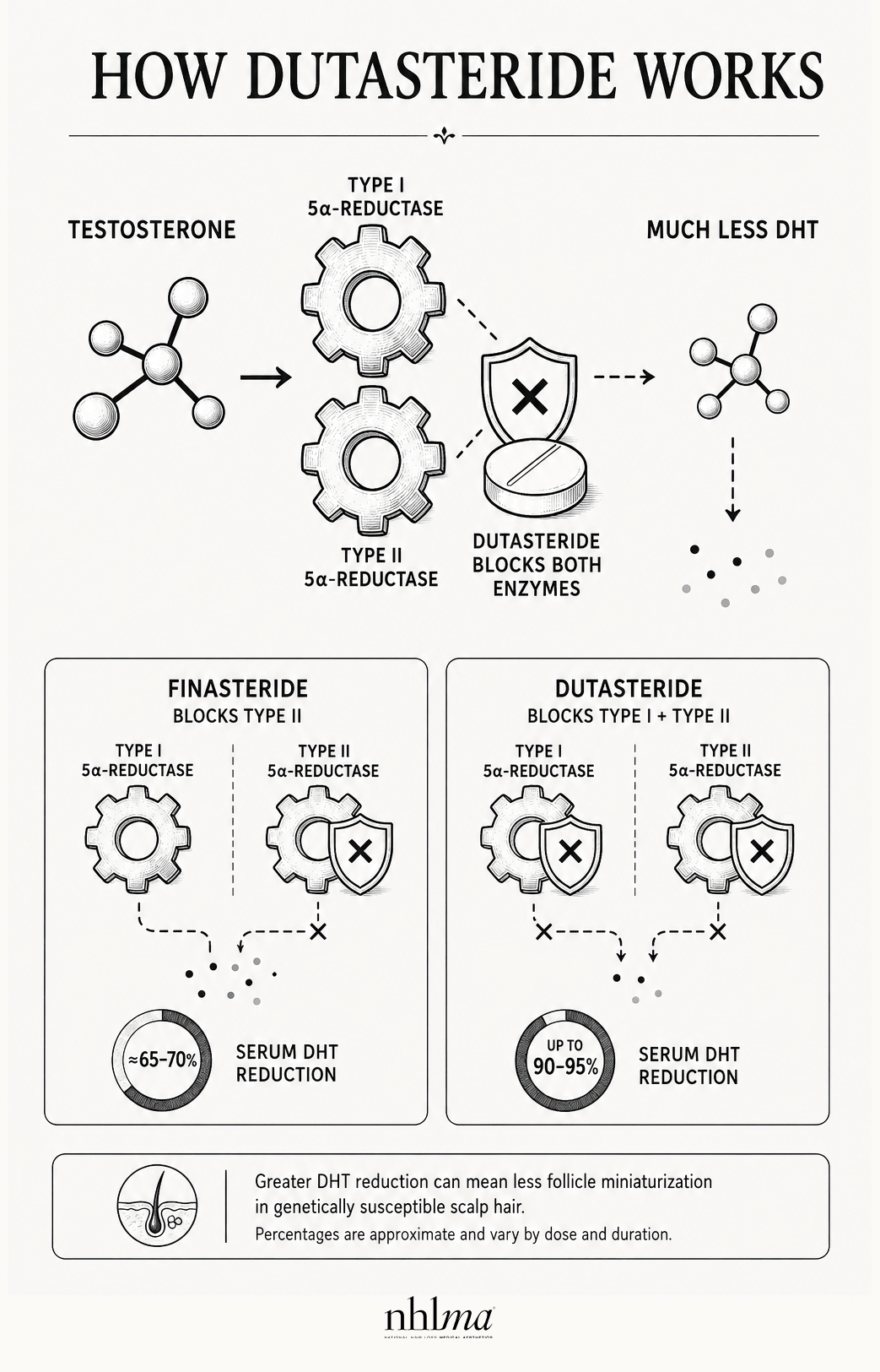 How Dutasteride Work diagram