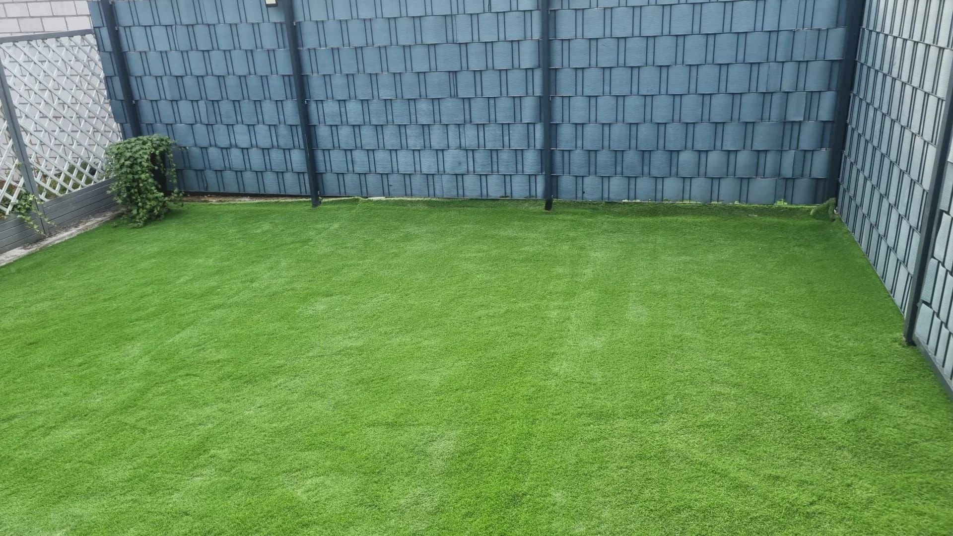 Künstlicher Rasen in einem eingezäunten Bereich mit blauer Wandverkleidung und einem kleinen Efeu an der linken Seite.