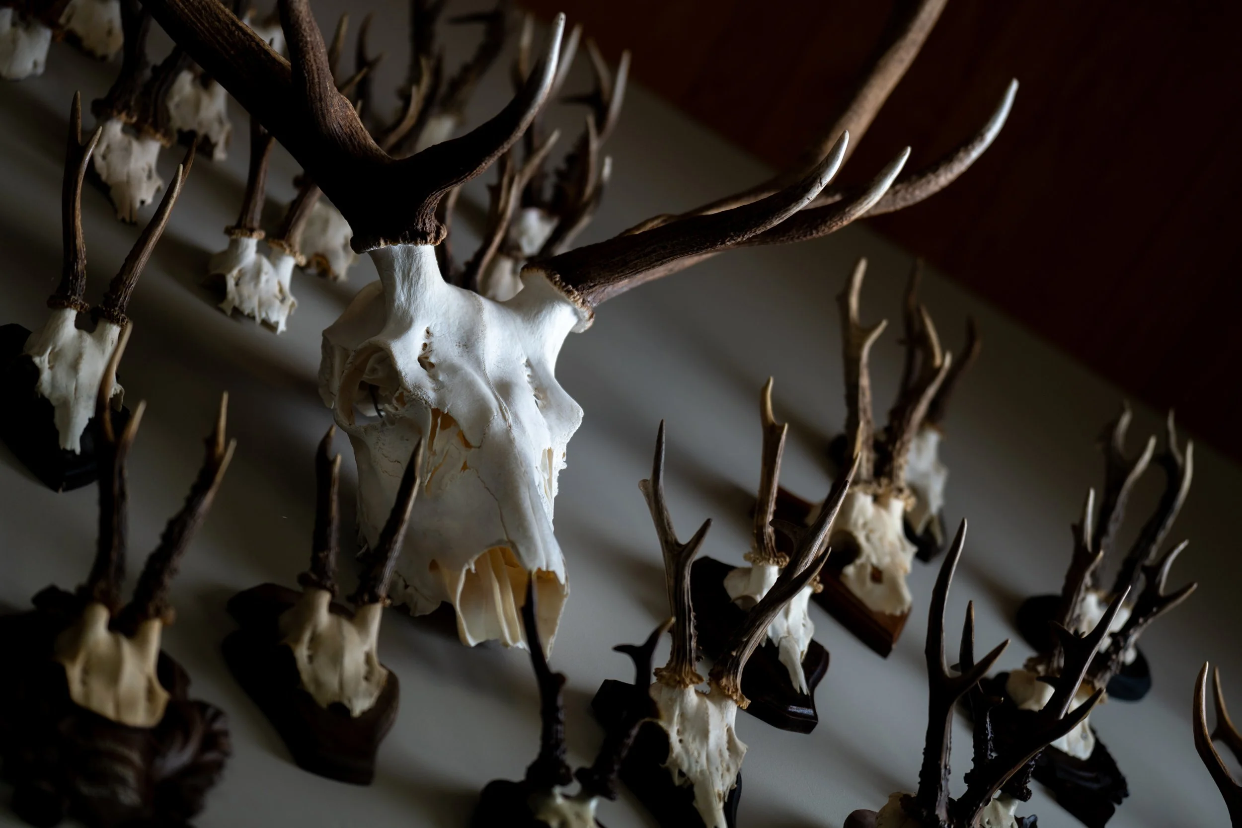 Wall of mounted trophies and artifacts at Rivenrock Lodge