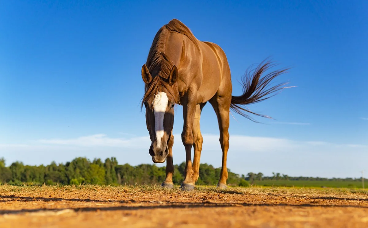Horse.jpg