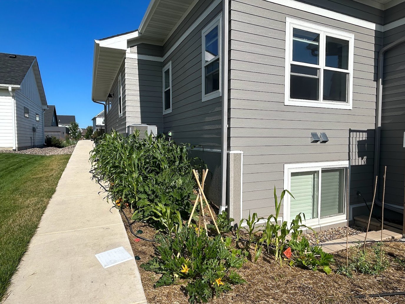 garden rear after corn focus.jpg