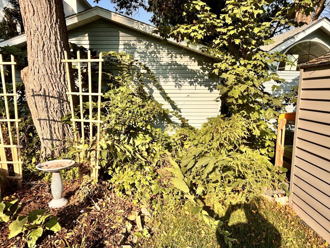 rear trellis area before.jpg