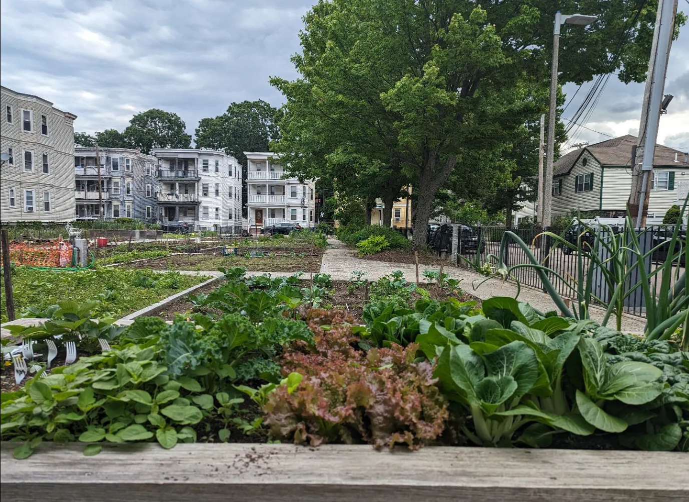 Growing Together: Community Gardens in Food Deserts