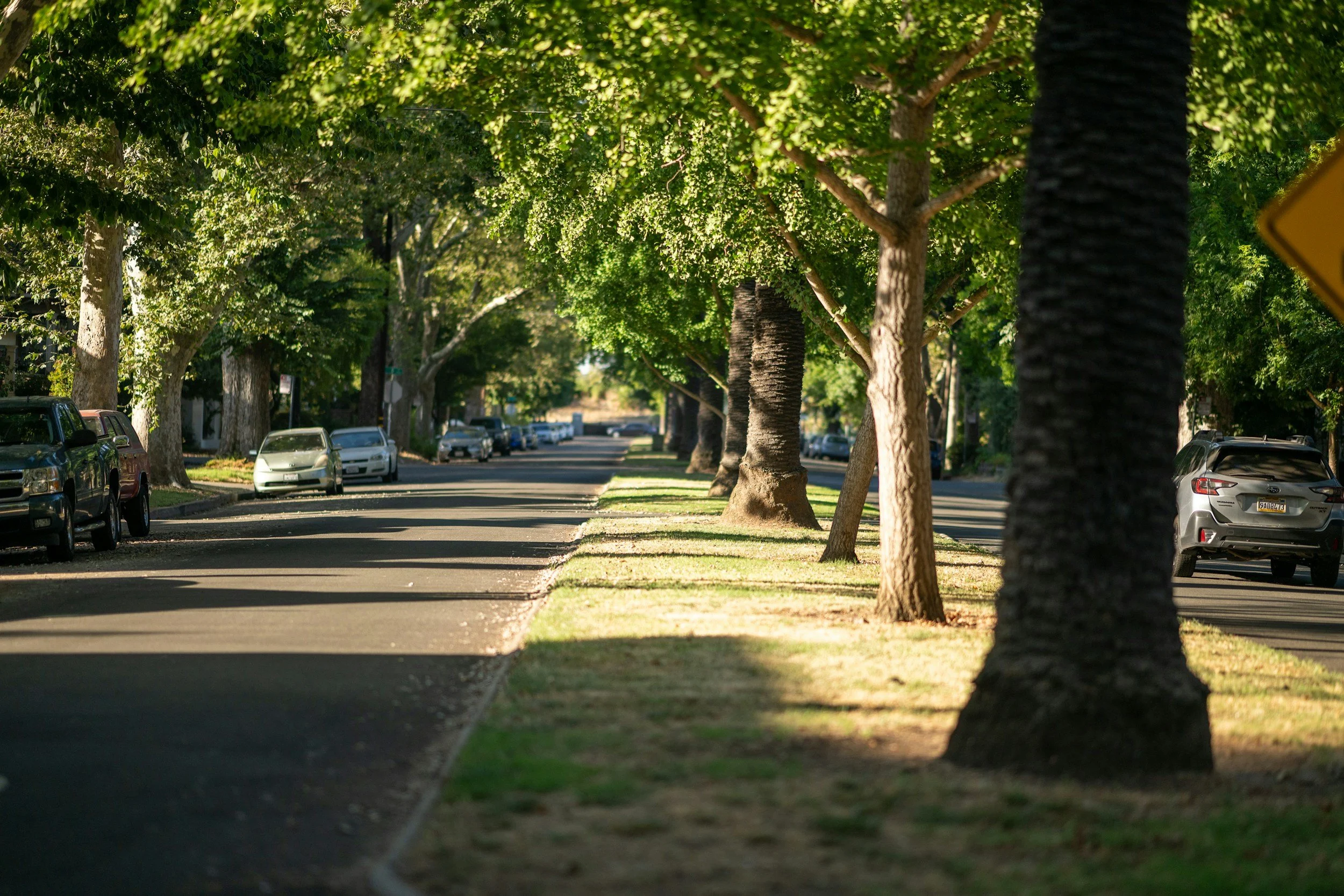 Boston’s Inequitable (Tree) Roots