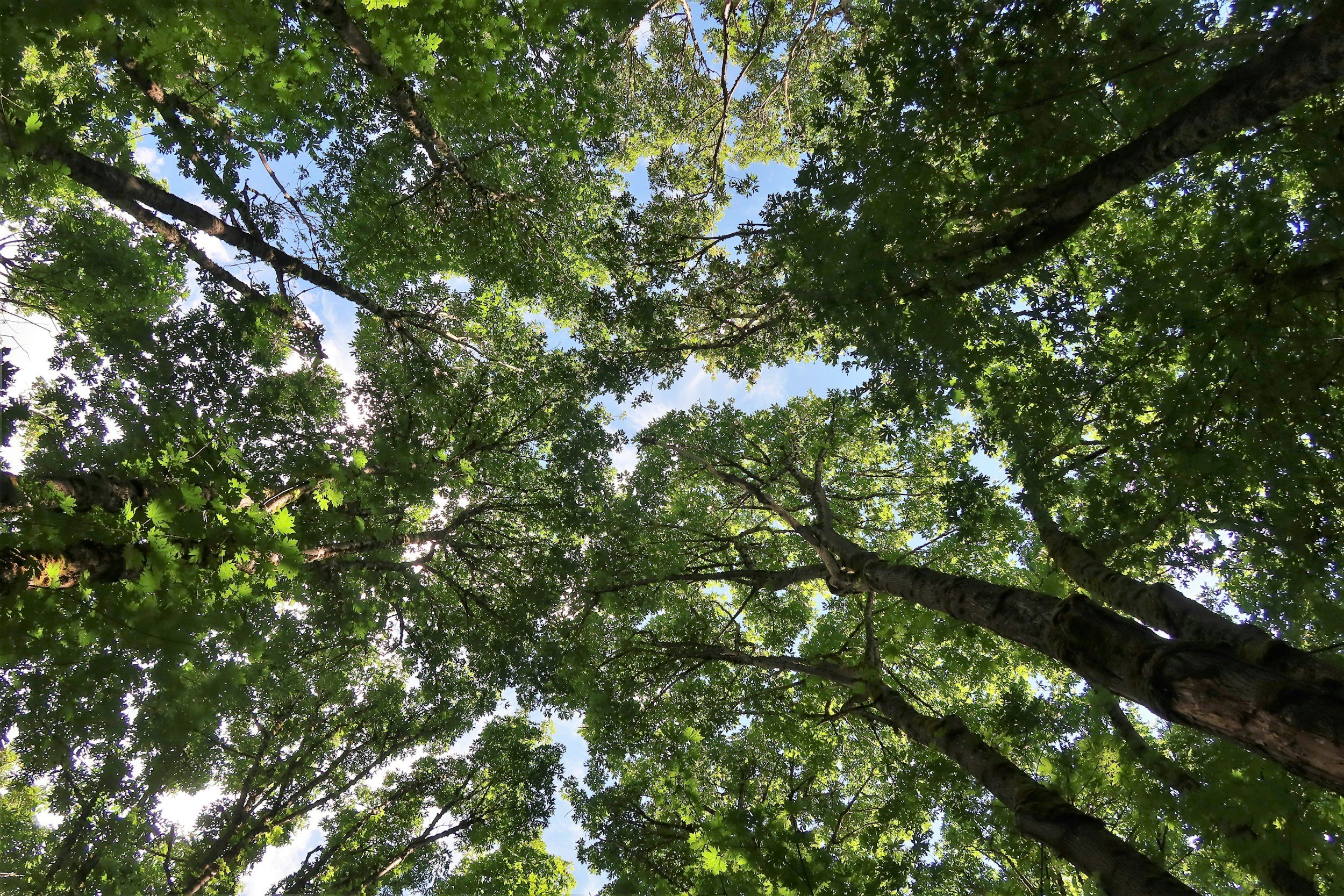 Hug a Tree!