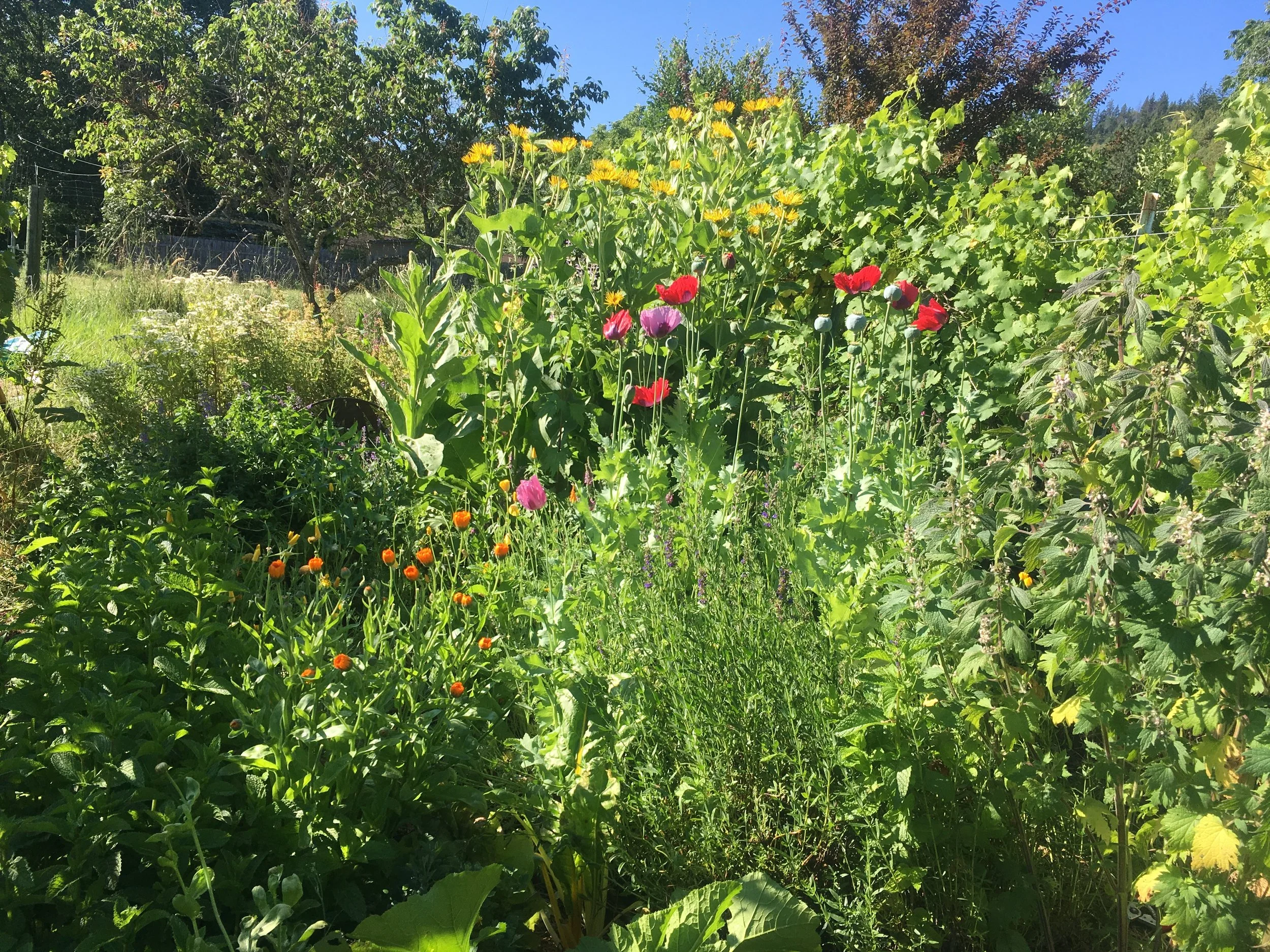 garden galore in talent.JPG