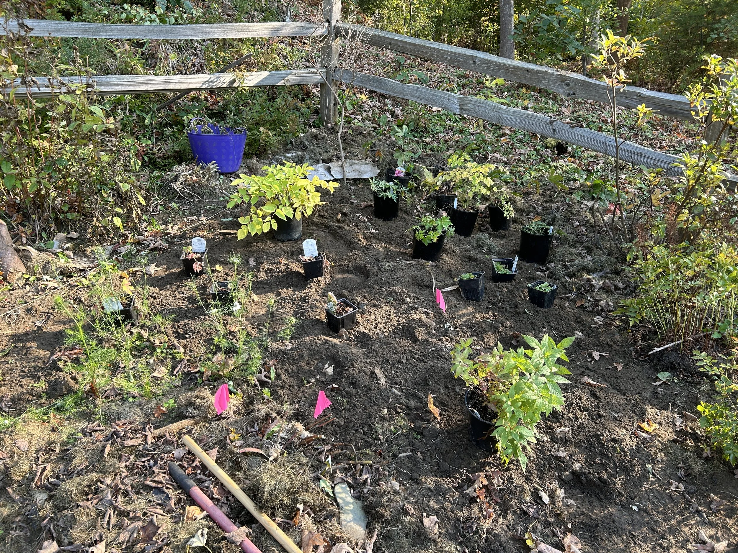 lower pre planting.JPG