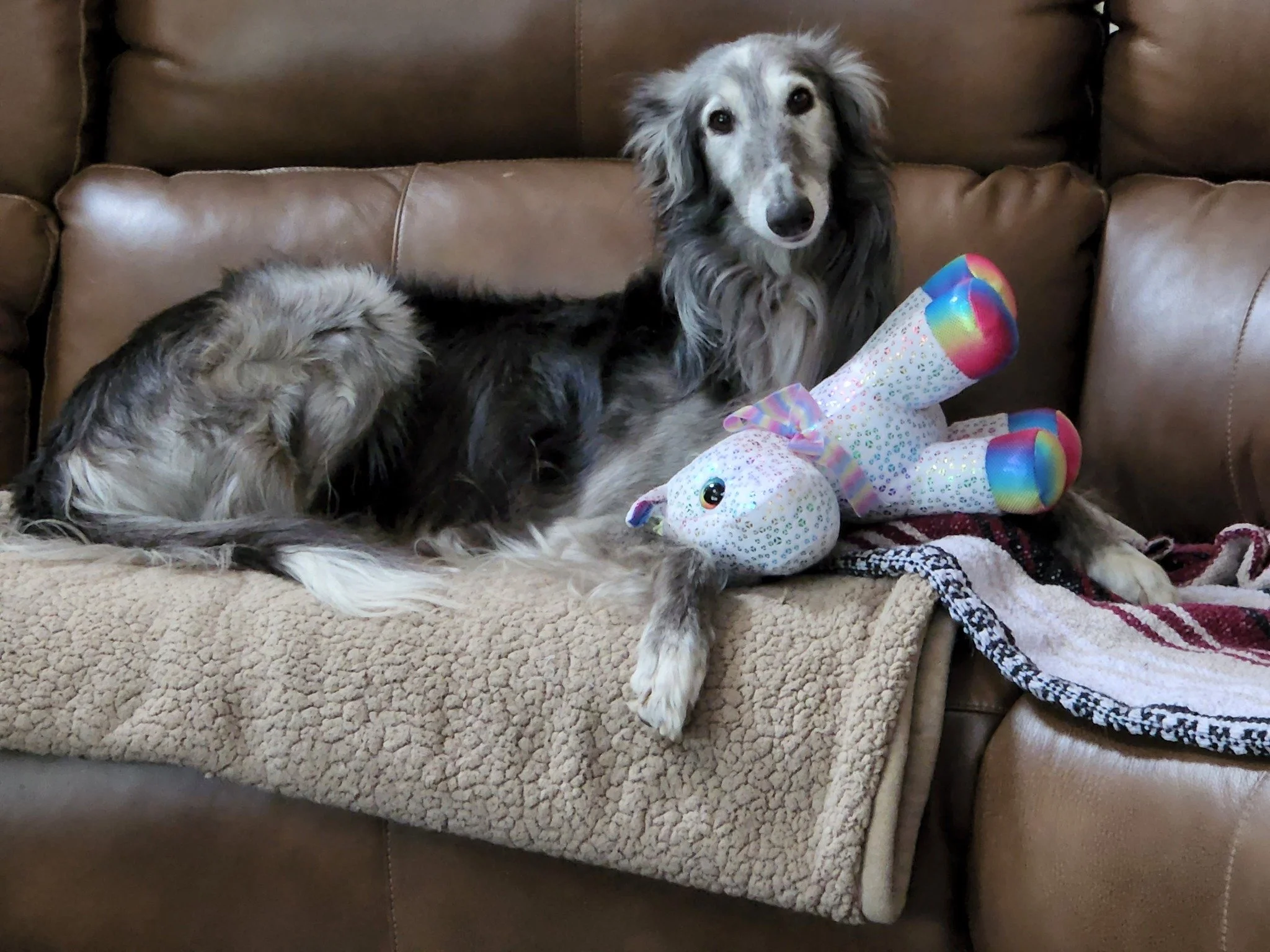 A dog with a gray and white coat sitting on a brown leather couch next to a colorful unicorn plush toy.