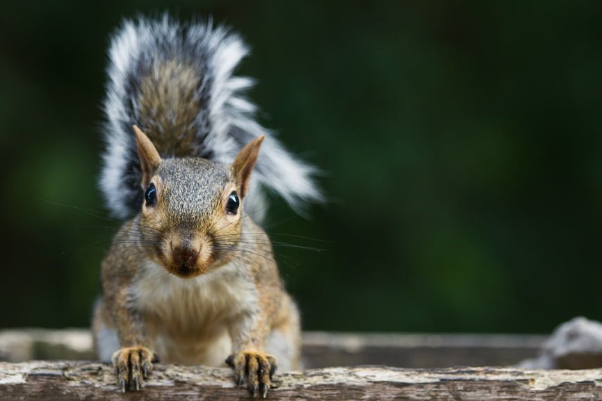 The death of a squirrel