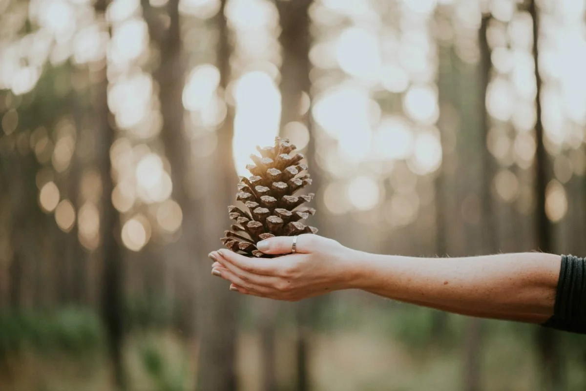 Person with pine cone in hand