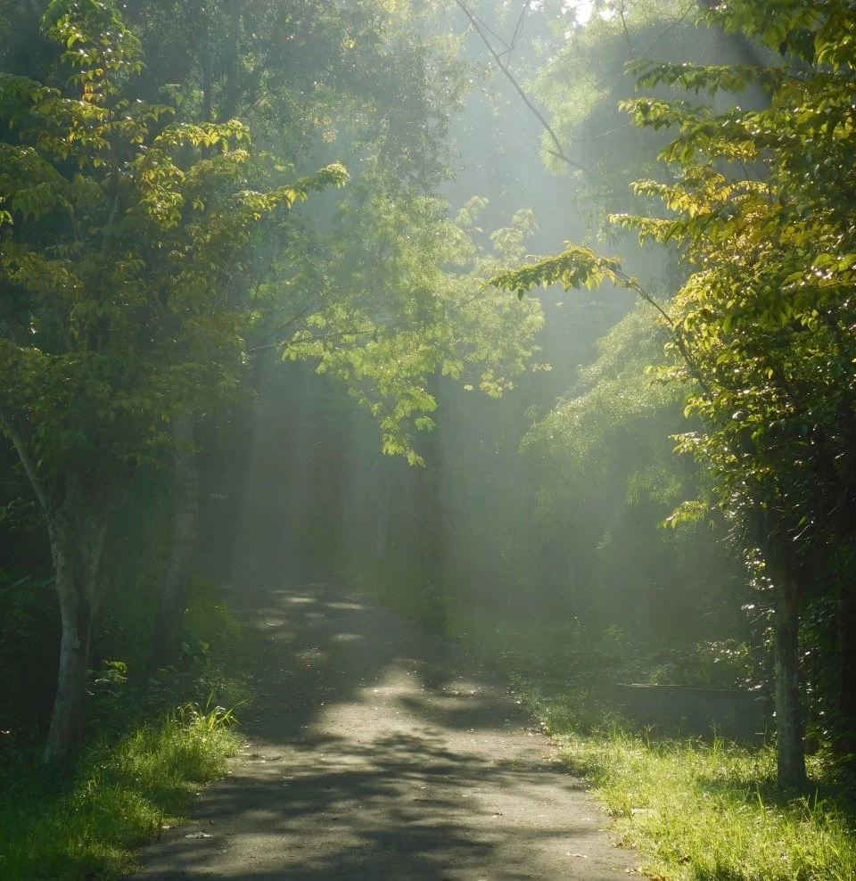 Sun-dappled forest path with rays of light filtering through green trees