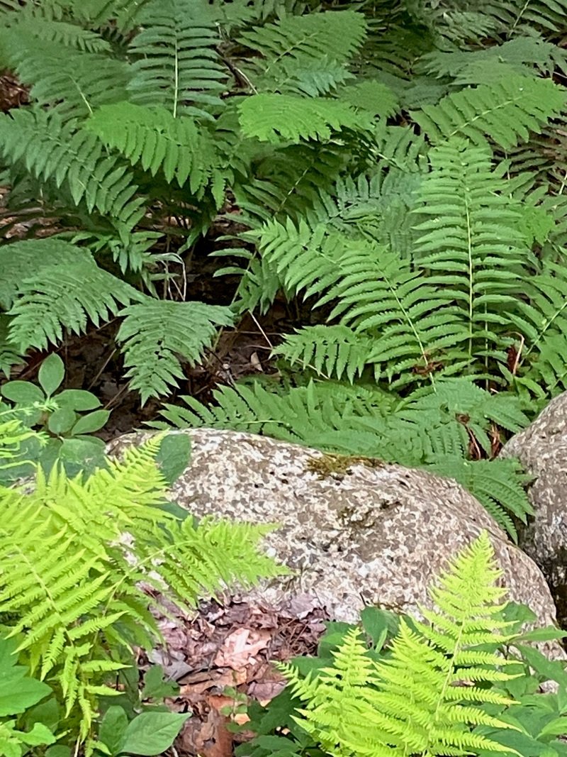 Mountain Trail, Rome, Maine