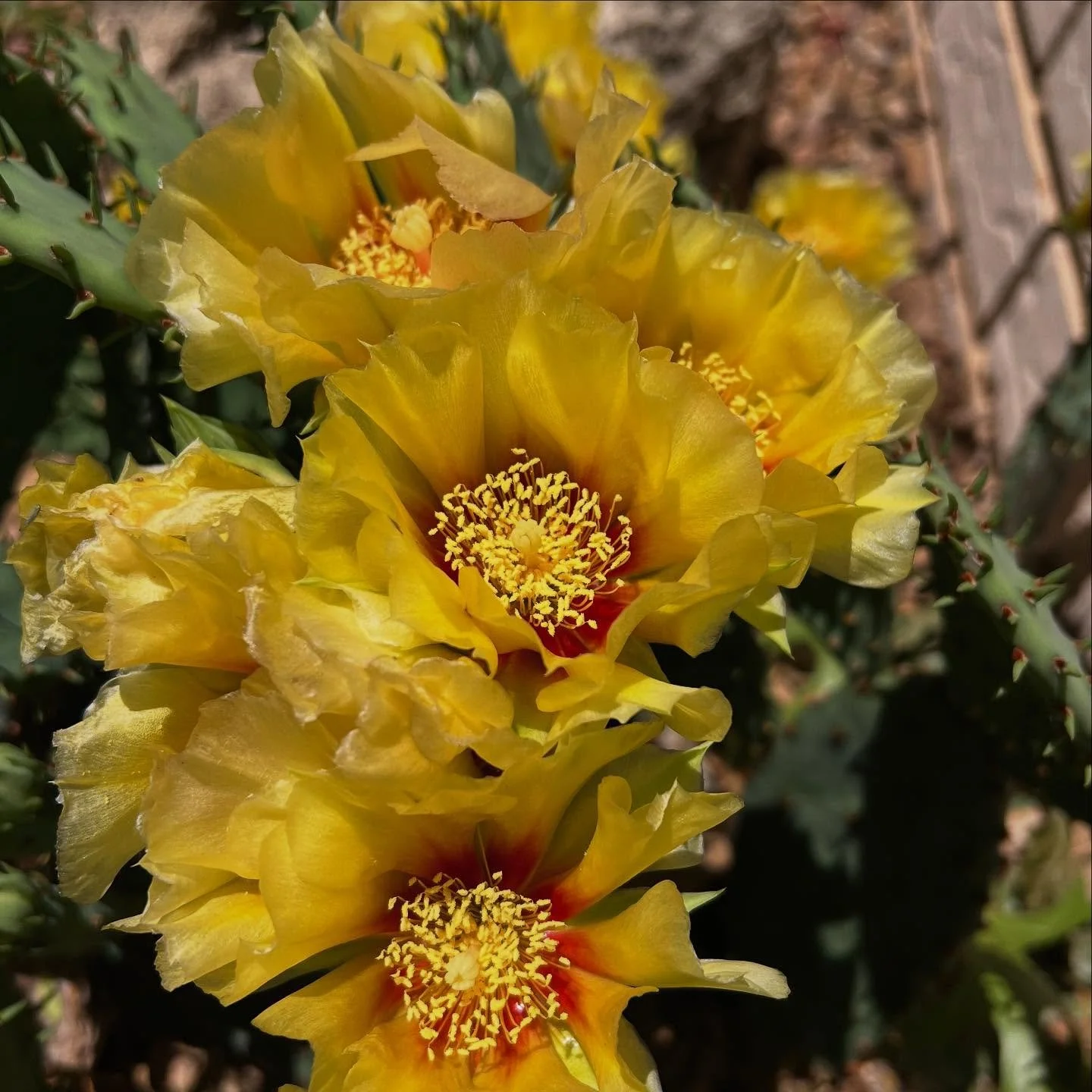 When you think of cactus do you think of gorgeous flowers? Well now you will!