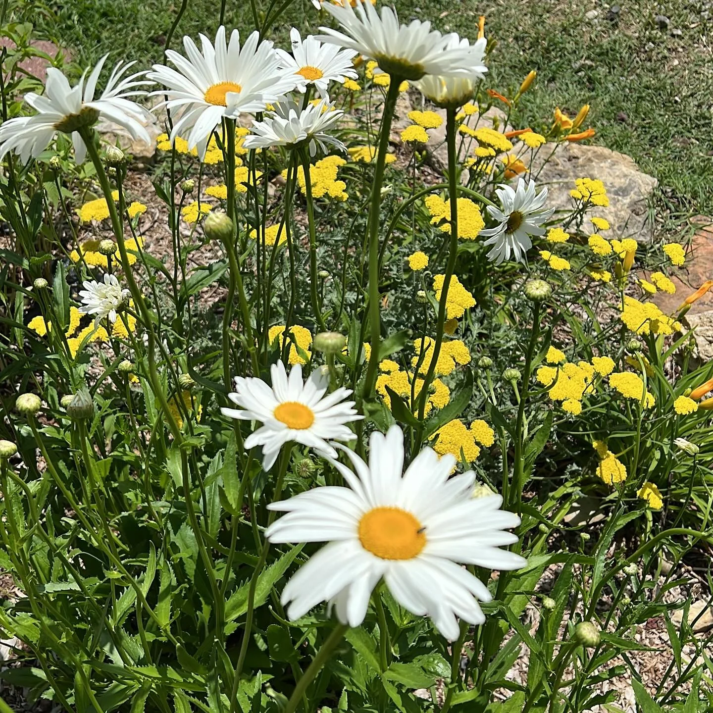 Loving this Daisy / yarrow combo! But I have never seen daisies grow over 4&rsquo; tall!