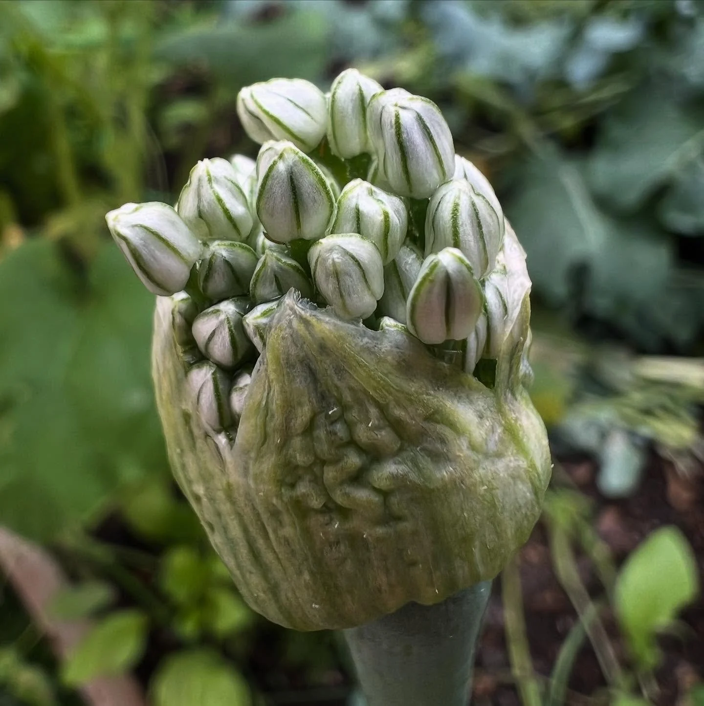 Stuck some old onions (minus the rotten bits) in the ground. Did you know onions are biennial plants and only go to seed in their 2nd year of growth? They won&rsquo;t grow a new bulb again for eating, but they&rsquo;re great pest deterrents and will 