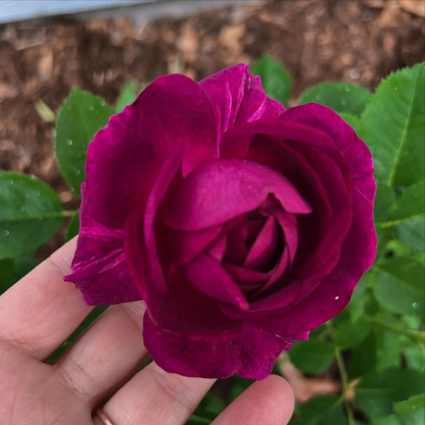 Twilight Zone is blooming and she smells amazing! 🤩