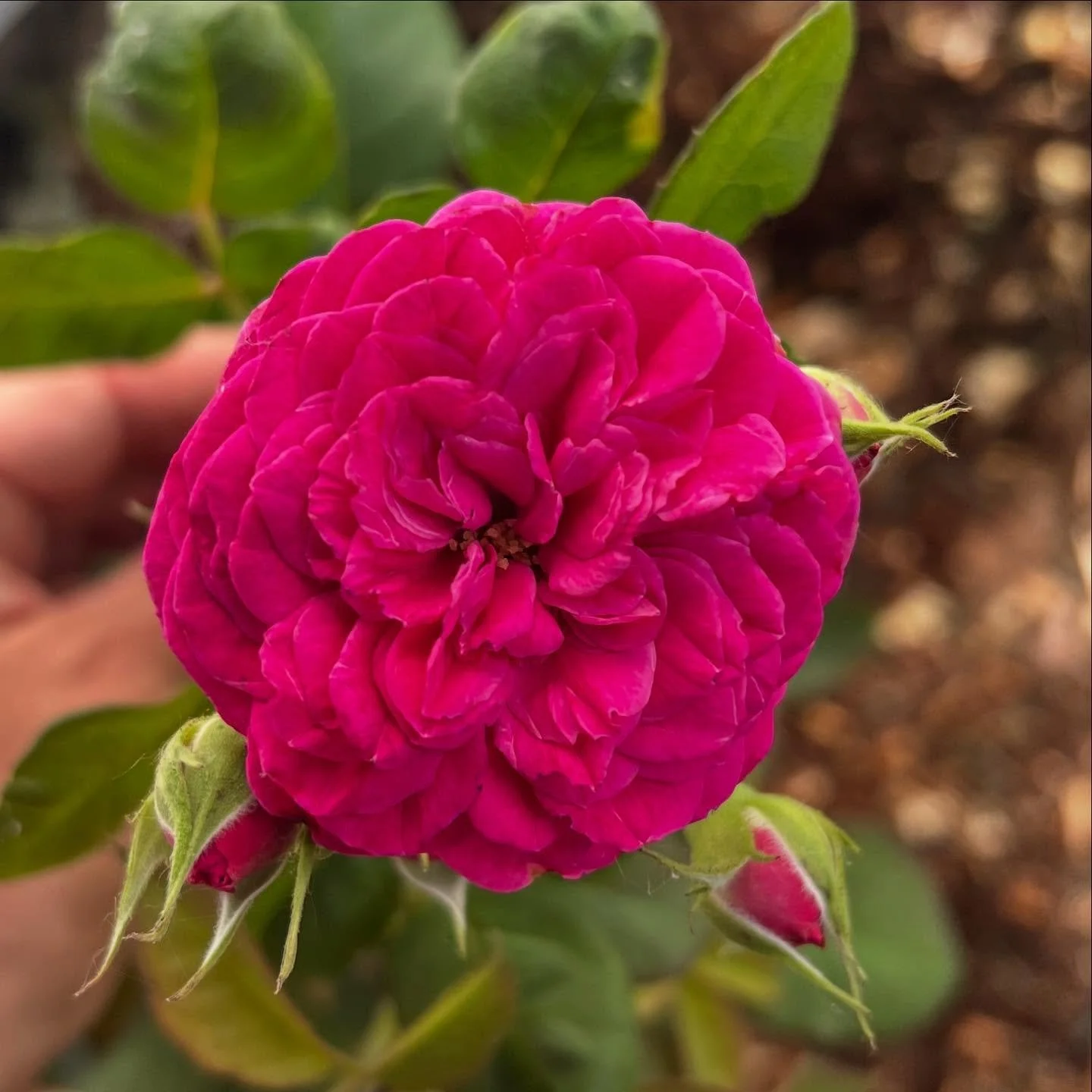 For real though, check on this Celestial Night from @heirloomroses First season blooming and they&rsquo;ve only been in the ground since May. And the smell is unreal.