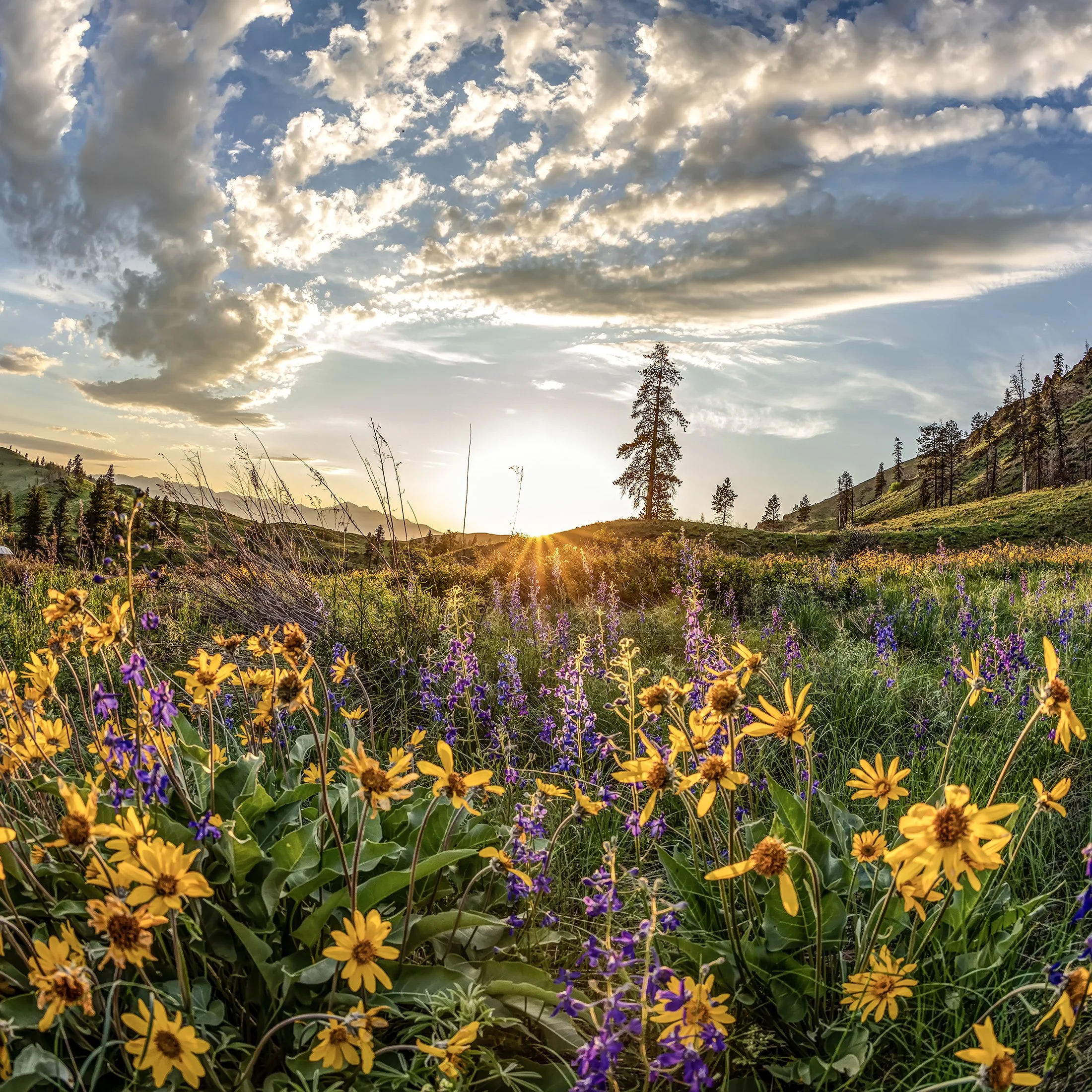 Methow Wildflowers square.jpg
