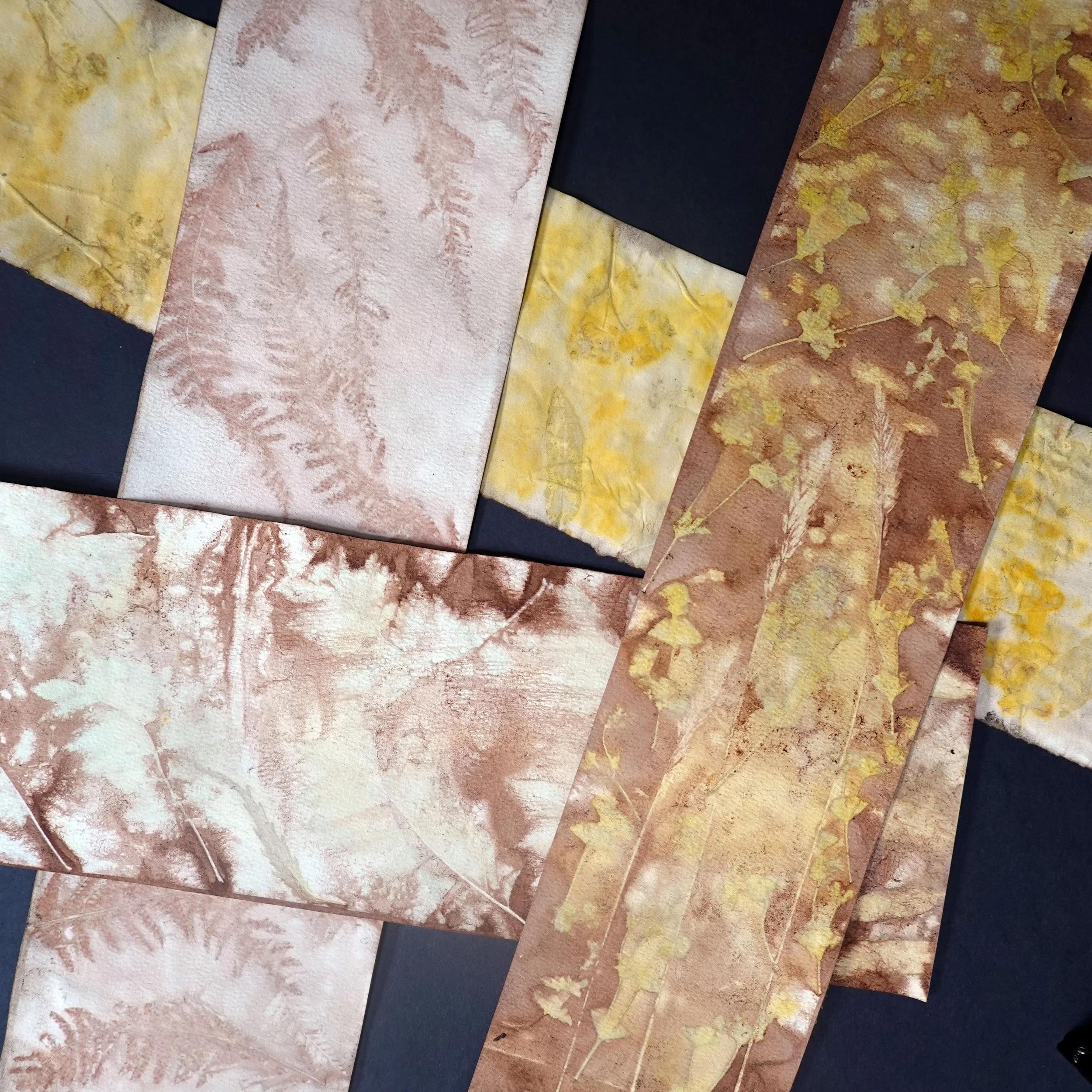 ecco prints.jpg