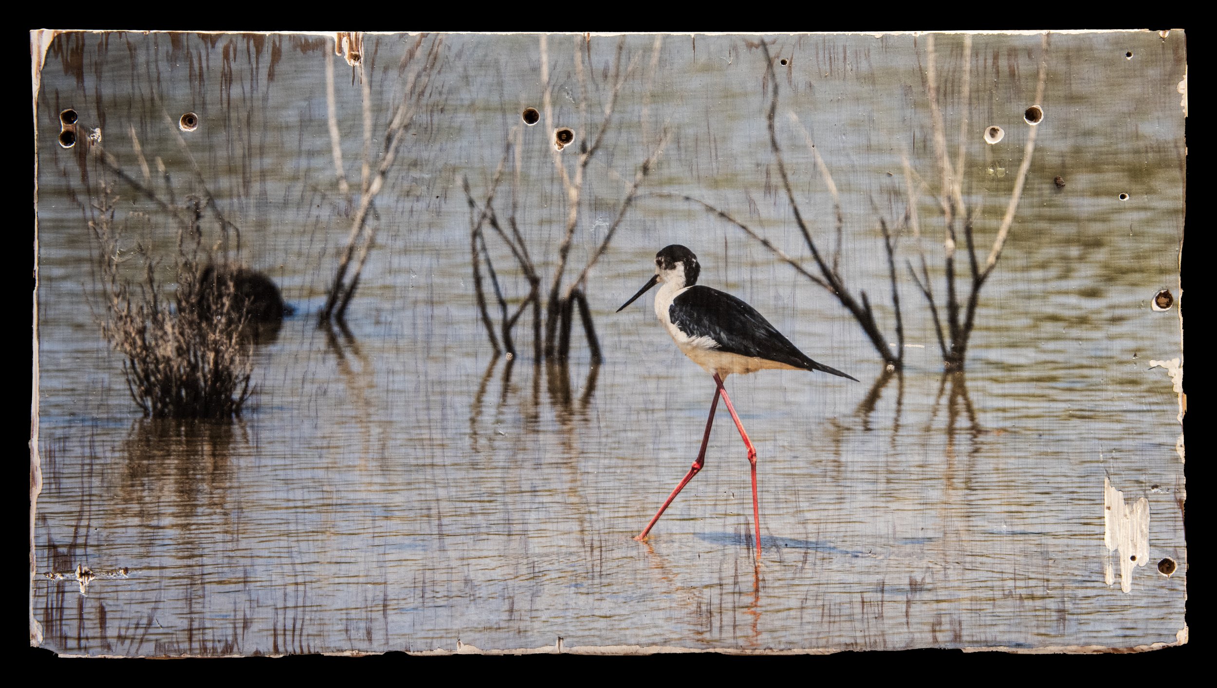 Black-Winged Stilt.jpg