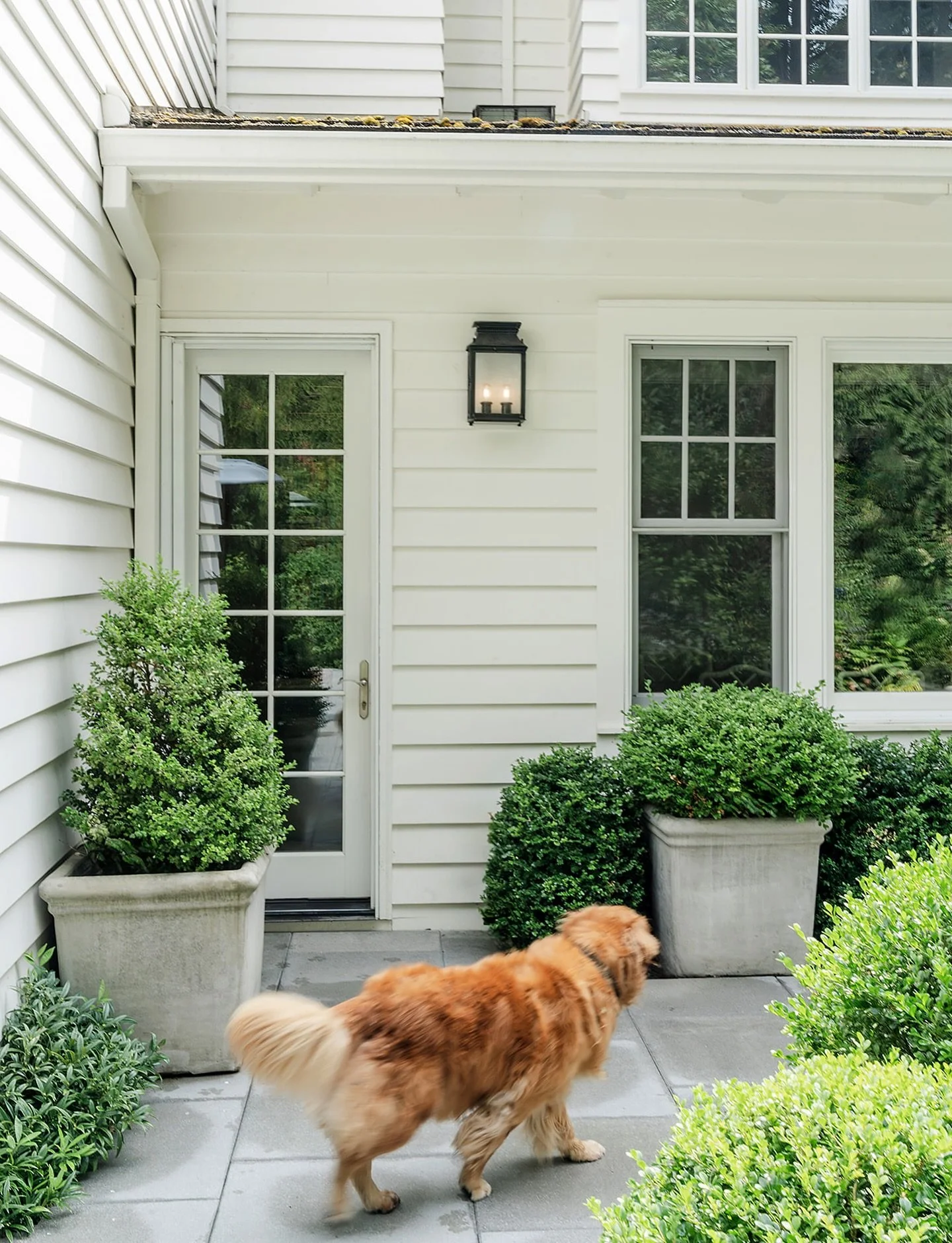 Did someone say bacon? 🥸 

#goldenretrieverlovers 

Photo: @audiss_authentic 
Design: @heidisemlerinteriordesign