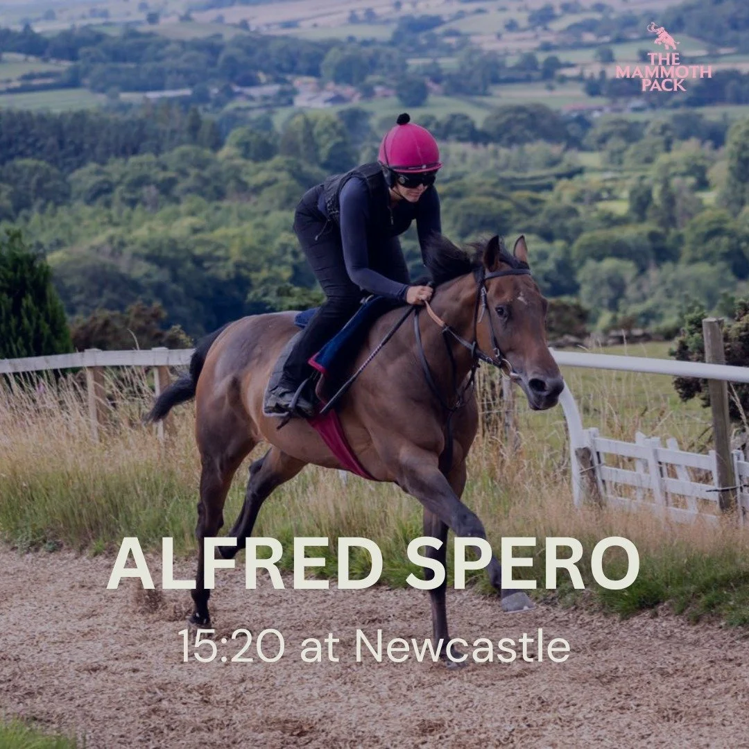 🚨Confirmed runner 🐎
Alfred Spero steps in to handicap company for the first time this afternoon at @newcastleraces, racing up in trip to 1m 4f.
@gemmatuttyracing #horseracing #racingsyndicate #flatracing #newcastle