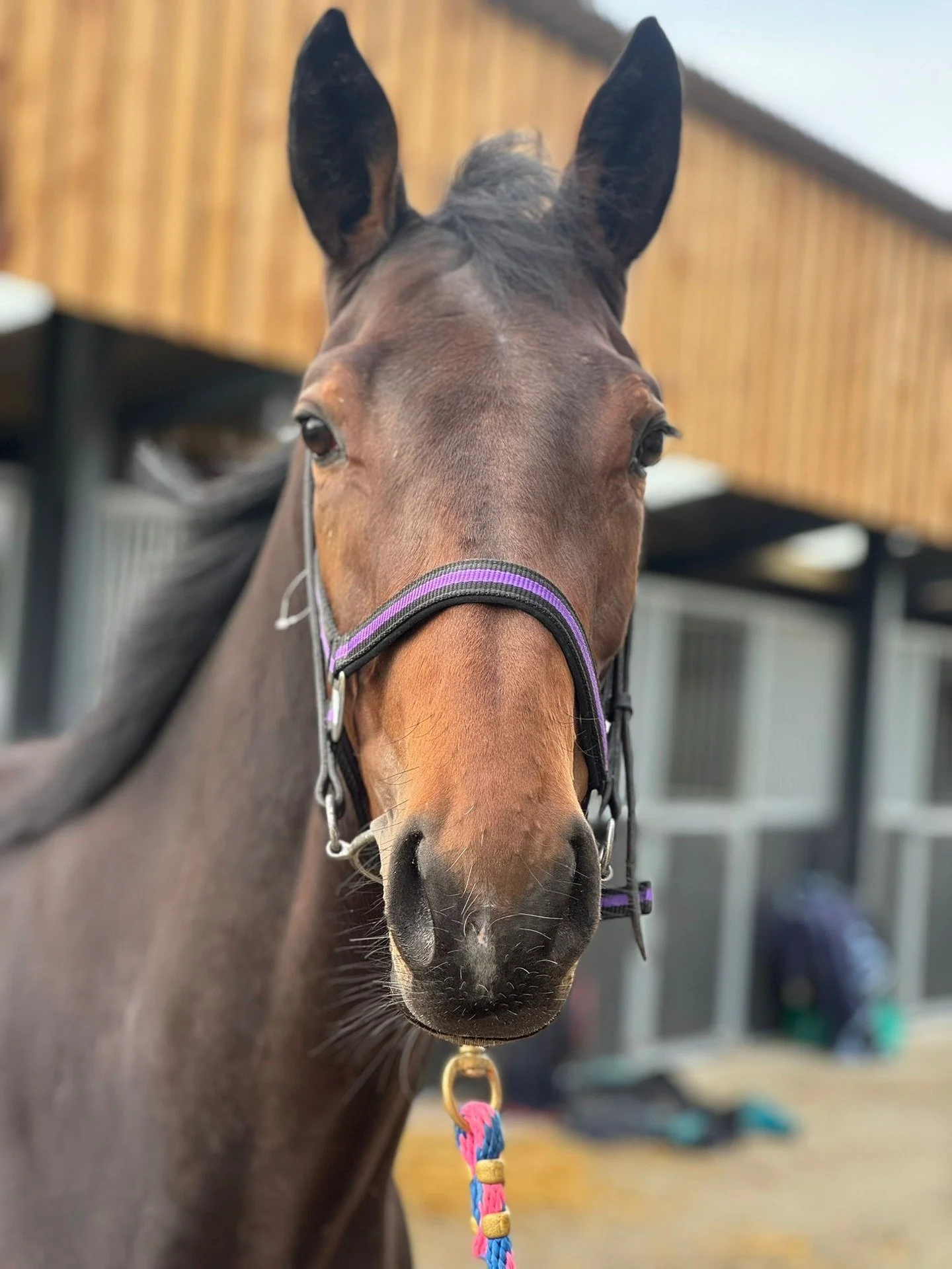 Our latest recruit, Laser Luck, looking the part at @gemmatuttyracing!