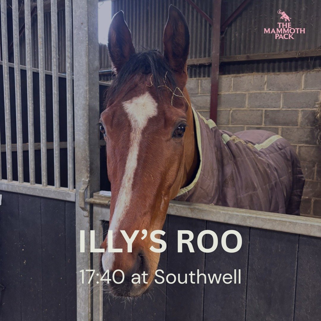 Illy's Roo is set to make his debut for us later today at @southwellracecourse.

Fingers crossed for a good run on debut @gemmatuttyracing
