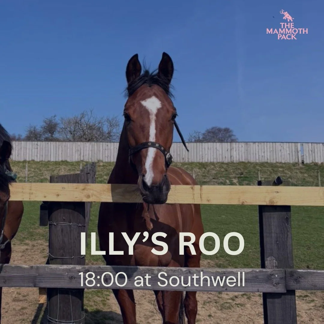 Illy's Roo returns to Southwell on his second start for The Mammoth Pack, following up his debut win for us and @gemmatuttyracing 

We're hoping he can go well again today at @southwellracecourse 

He's our second runner on the card, and it will be t