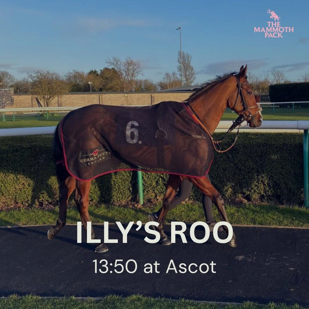 Illy's Roo heads to Ascot in another strong race this afternoon.

He's been working well at home, hopefully he can settle and run a big race for us!

@gemmatuttyracing